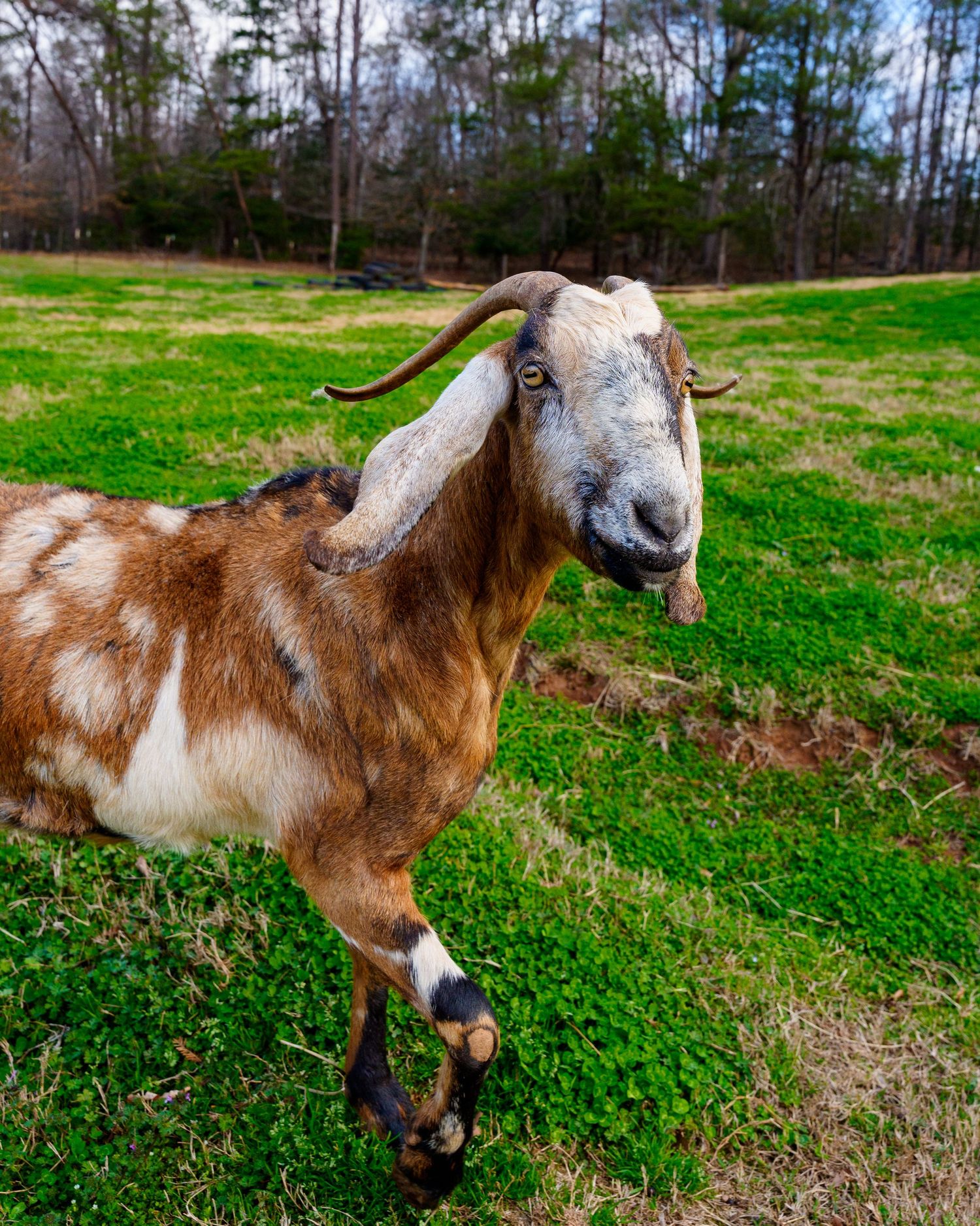 A brown and white horned goat standing on green clover in an open pasture.