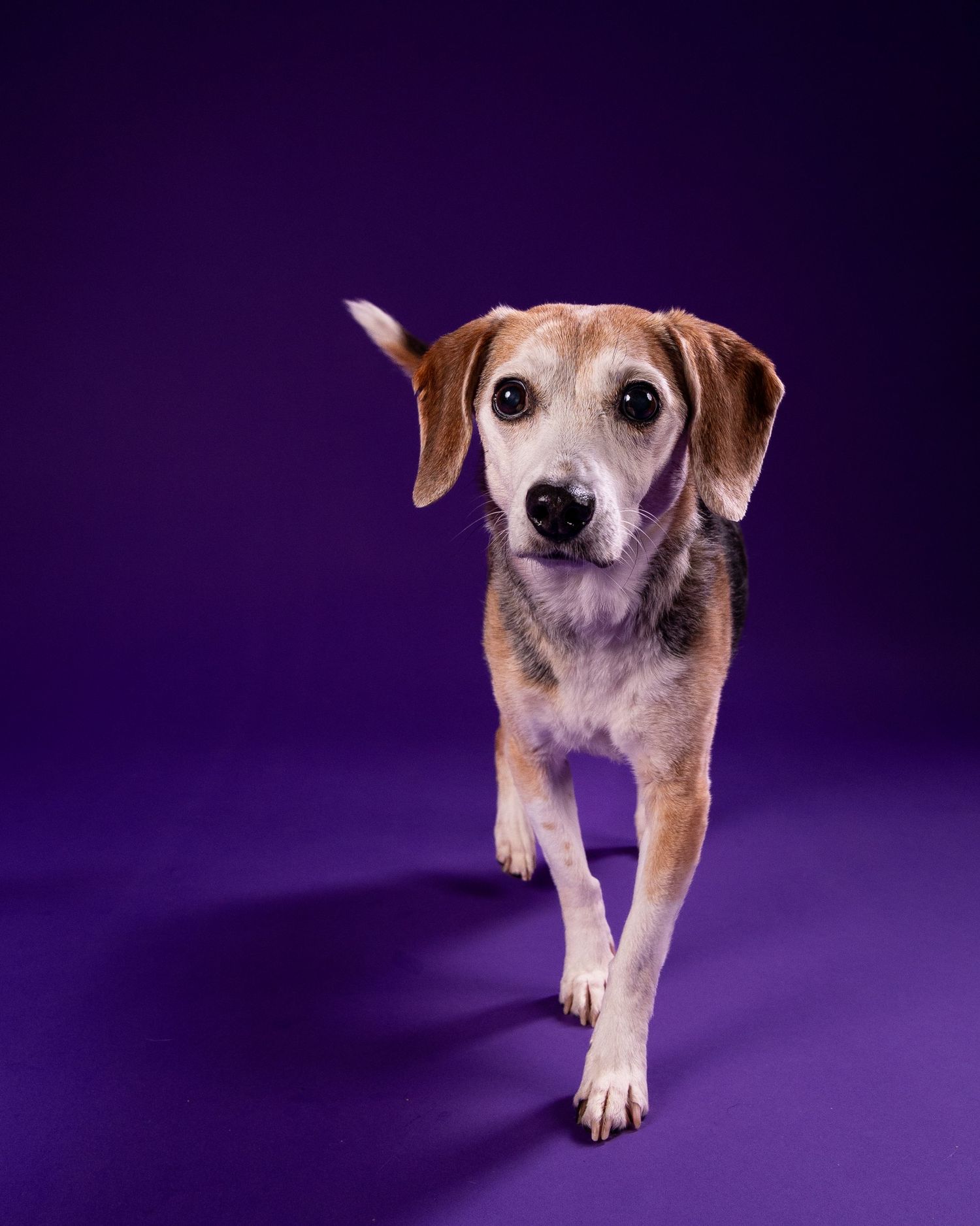 Small beagle mix dog trotting toward camera on a vibrant purple studio background.