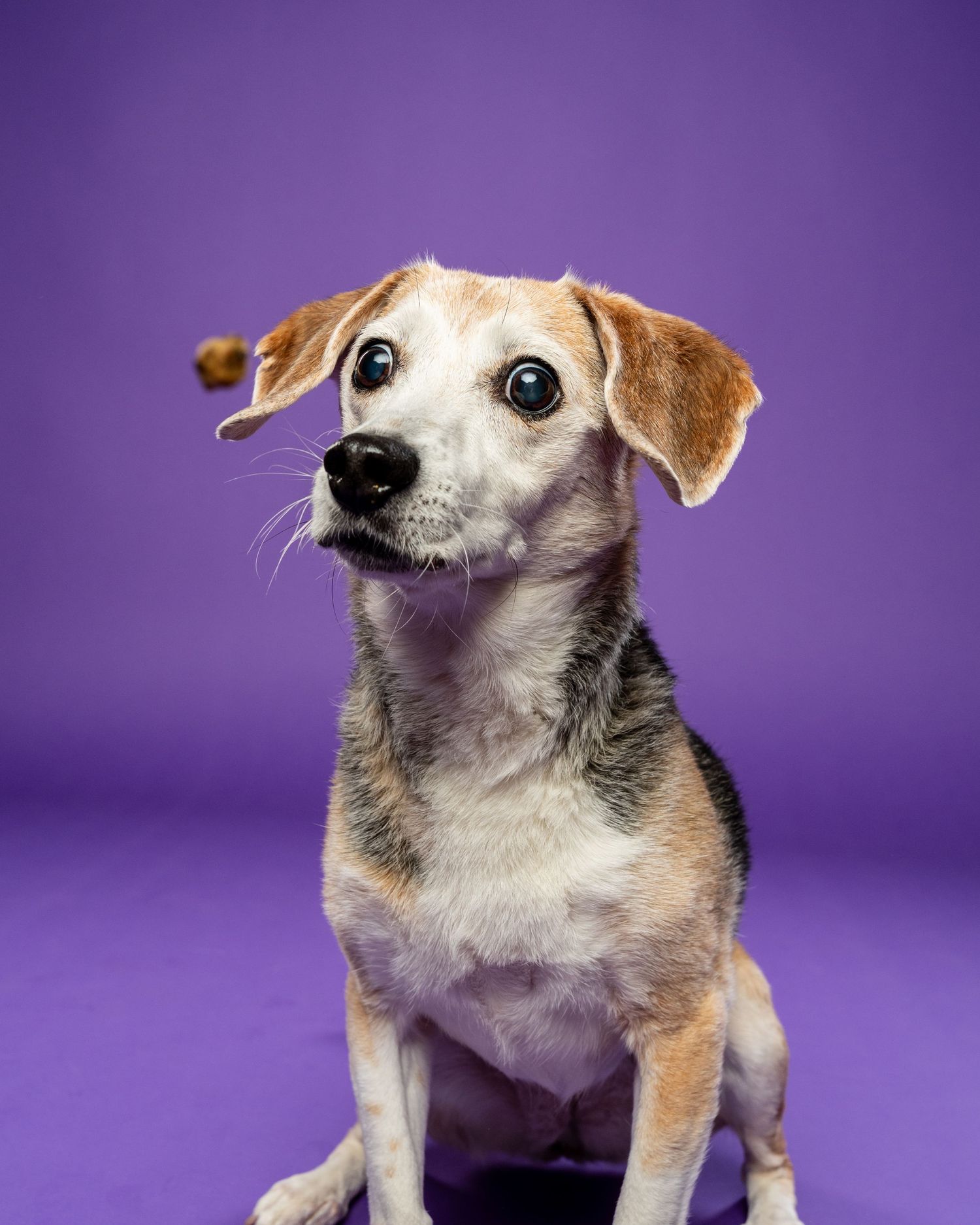 A small senior beagle mix with graying muzzle sitting attentively against a purple background.