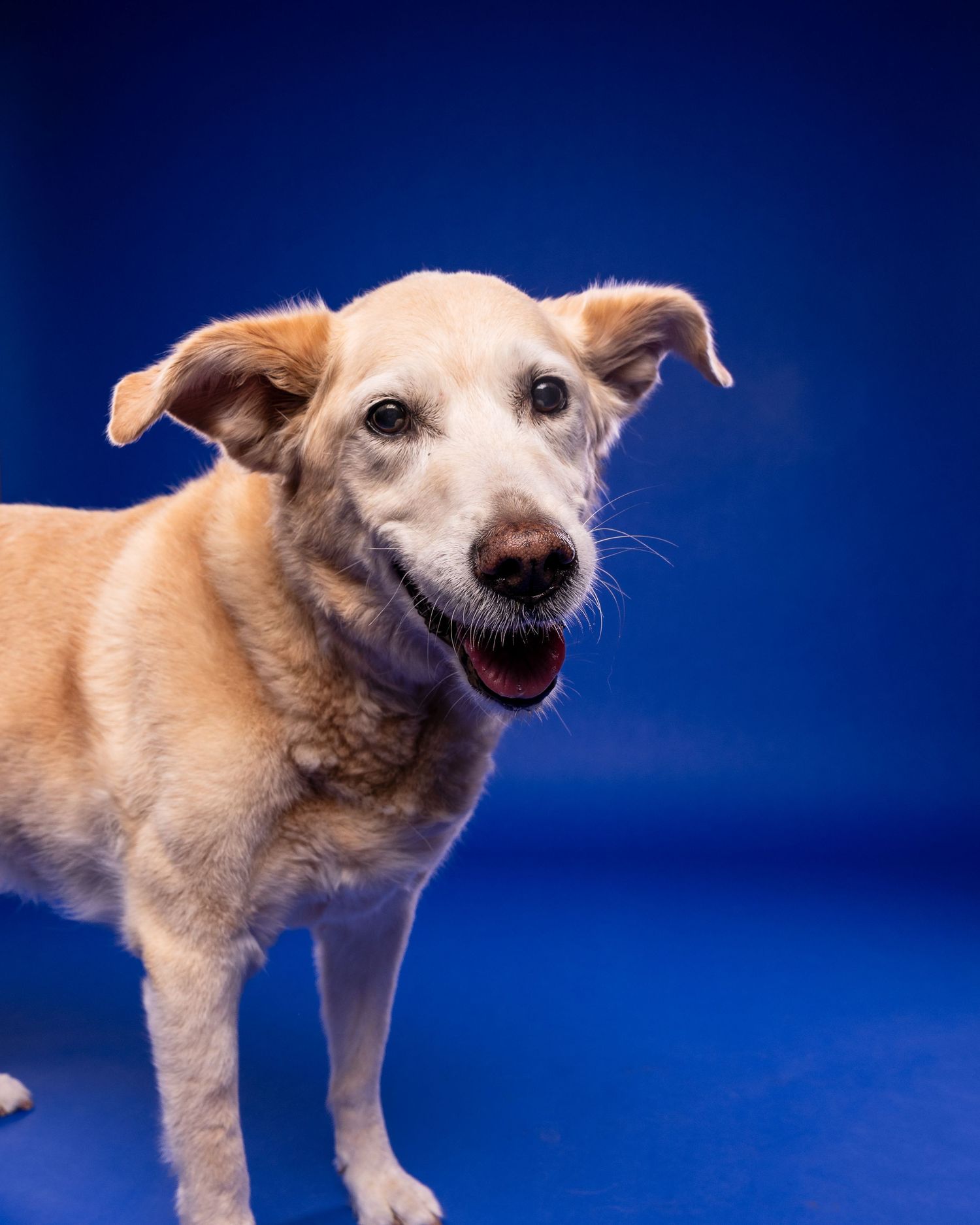 A cheerful senior yellow Labrador mix dog standing with mouth open and ears perked against a bright blue backdrop.
