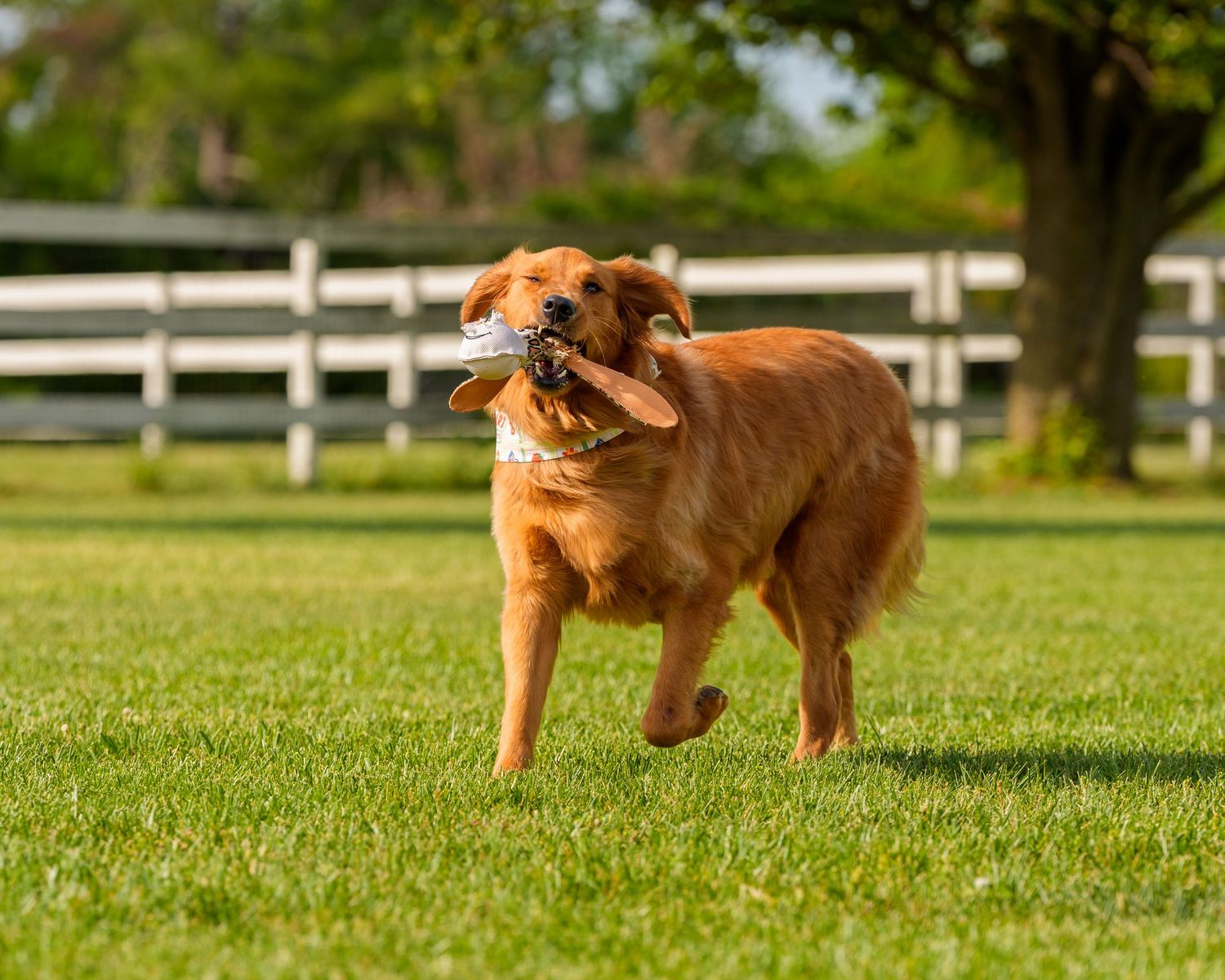 A golden retriever dog running on green grass carrying a toy in its mouth with a white fence in the background.