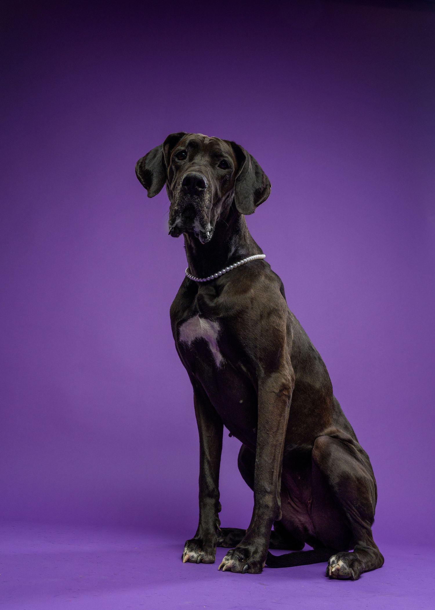 A sleek black Great Dane wearing a pearl necklace sits regally against a vibrant purple studio background.