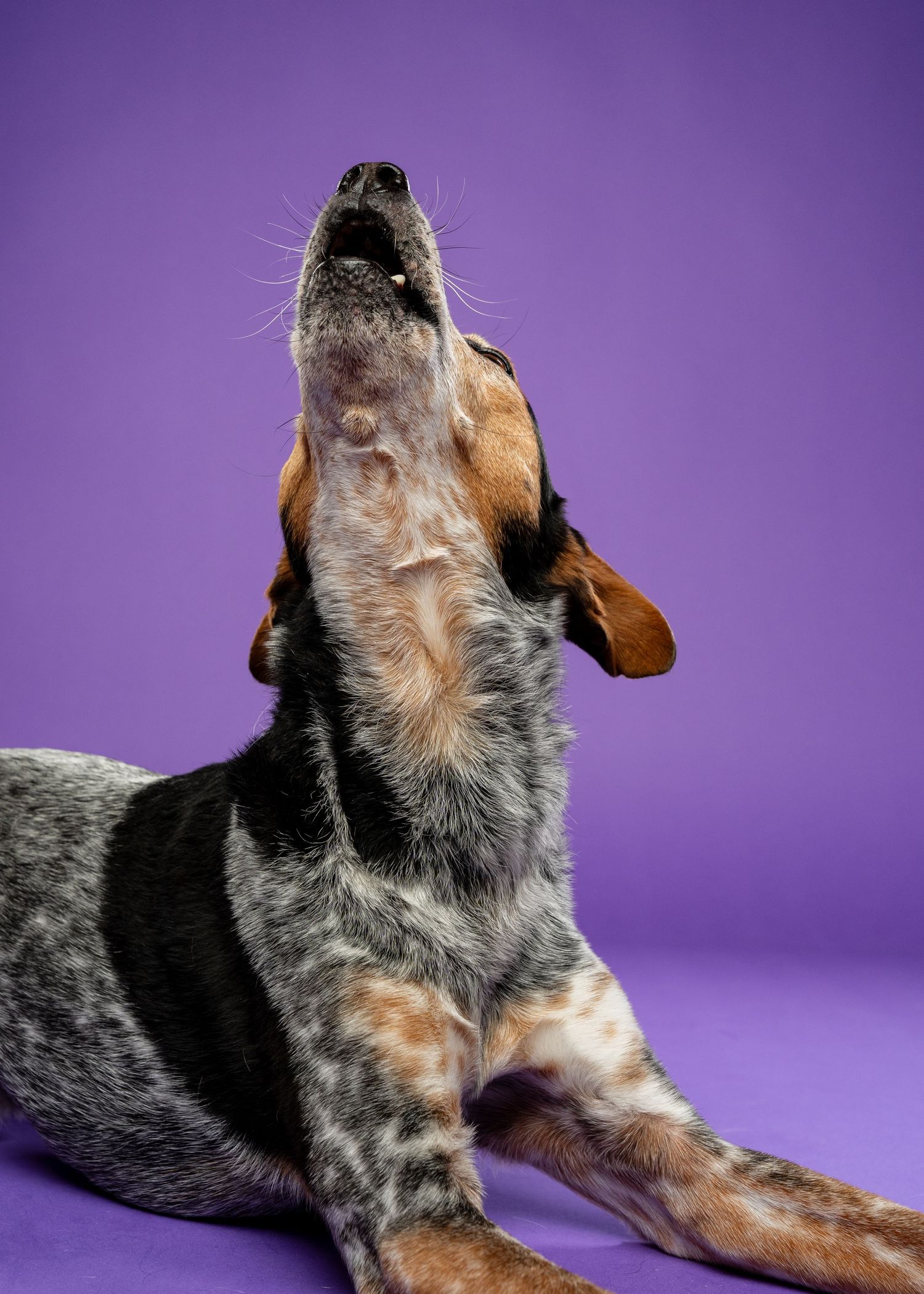 A bluetick hound dog howling with head raised against a vibrant purple studio background.