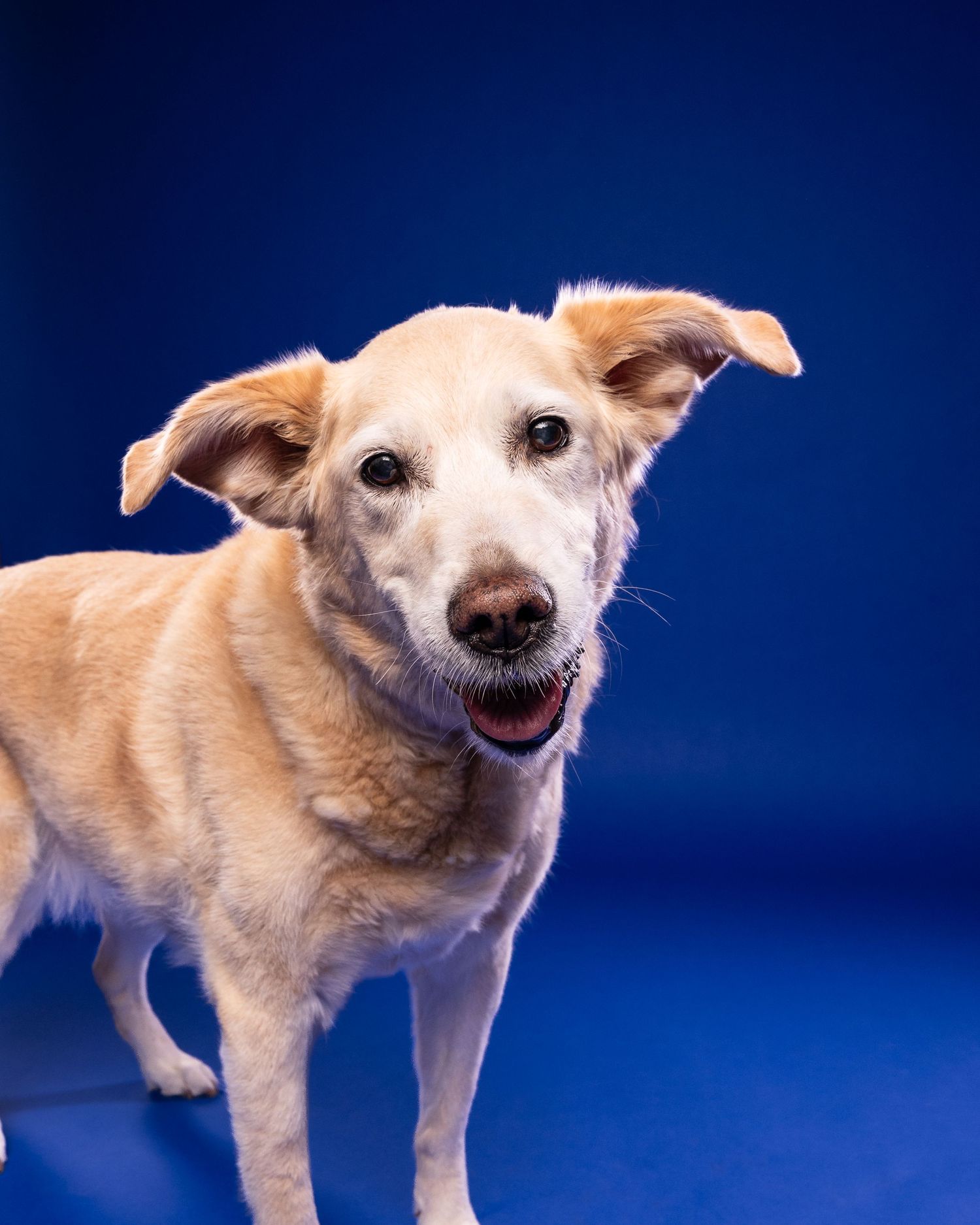 A happy golden Labrador mix dog with floppy ears stands against a vibrant blue studio background with mouth open.