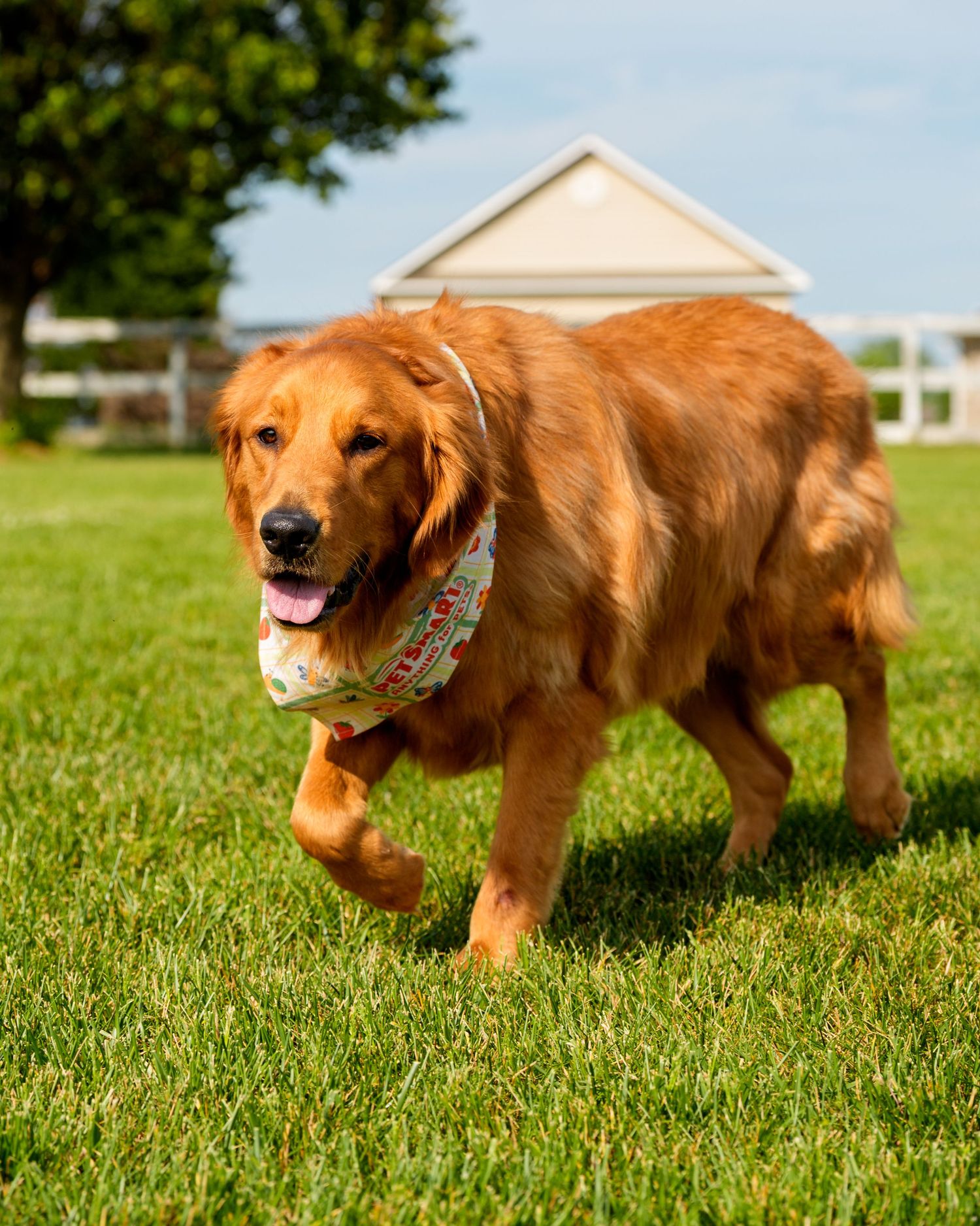 Happy golden retriever wearing a festive bandana runs across a lush green lawn on a sunny day.