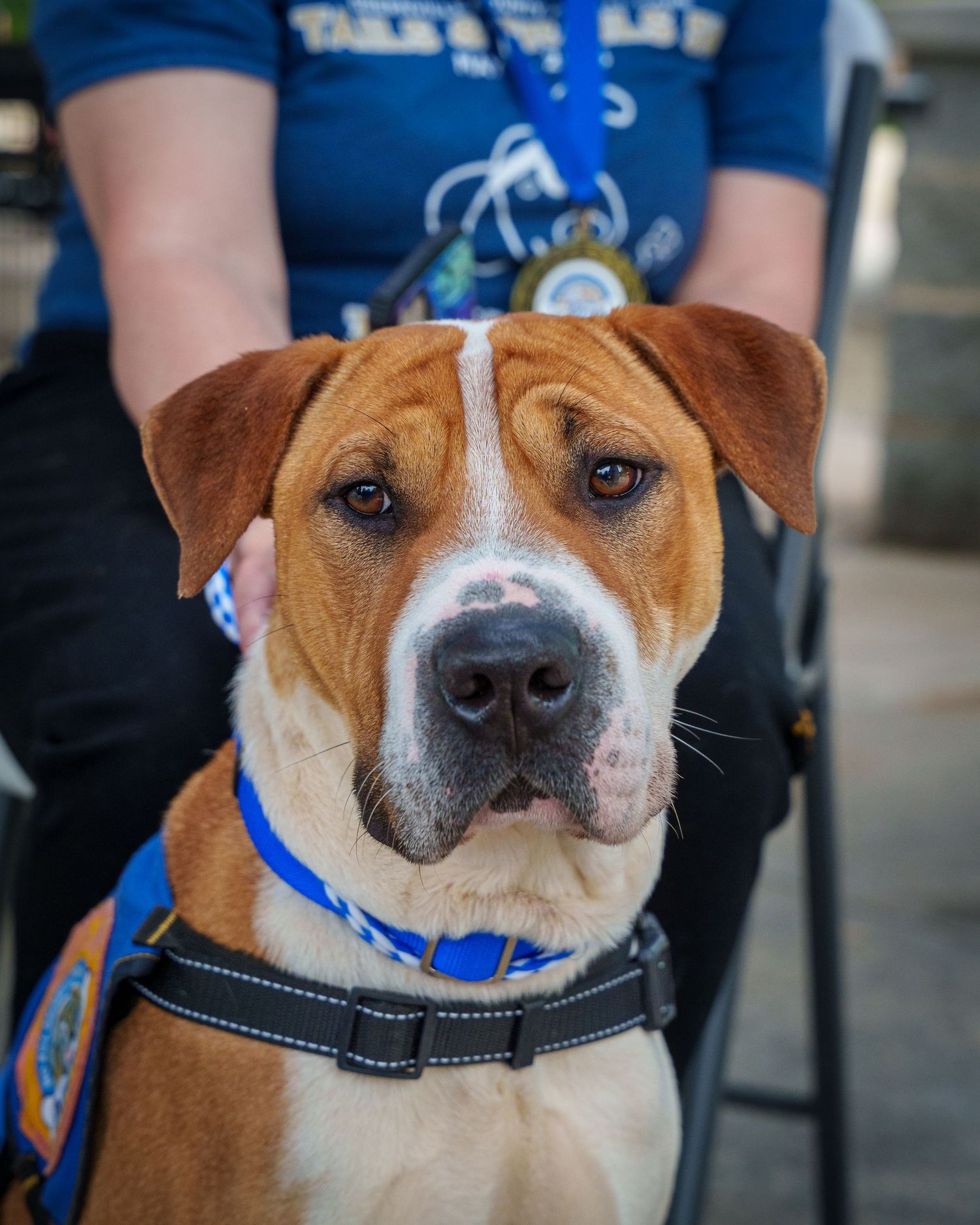 A brown and white mixed breed dog wearing a blue collar and harness sits attentively with its handler at an outdoor event.