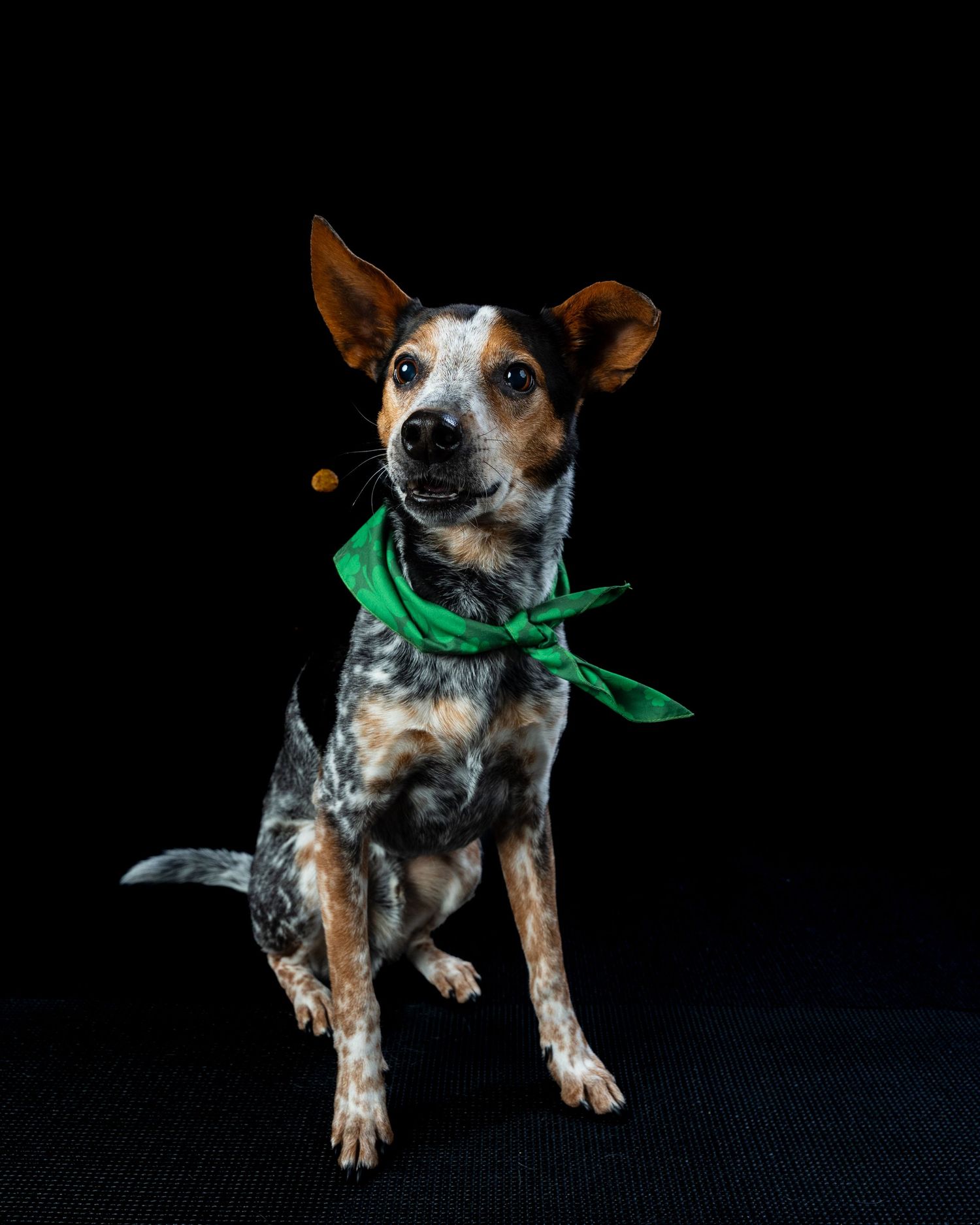 A spotted dog wearing a loosely tied green bandana sits attentively against a black background.