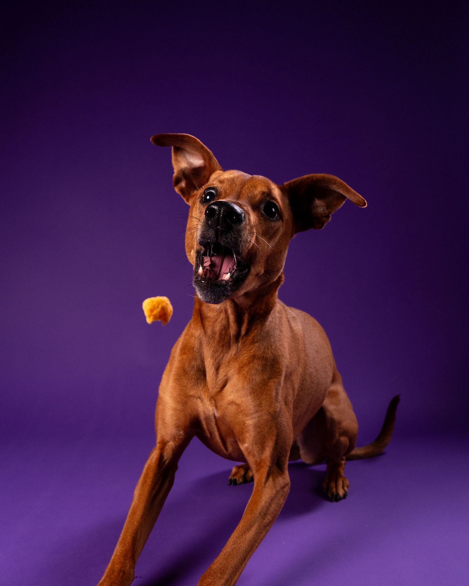 An energetic brown dog leaps with mouth open to catch a treat on purple backdrop.