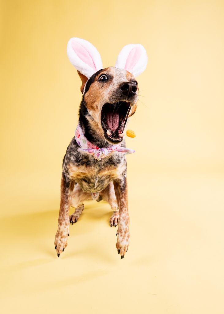 Excited brindle dog in bunny ears and Easter bandana leaps with mouth wide open catching treat.