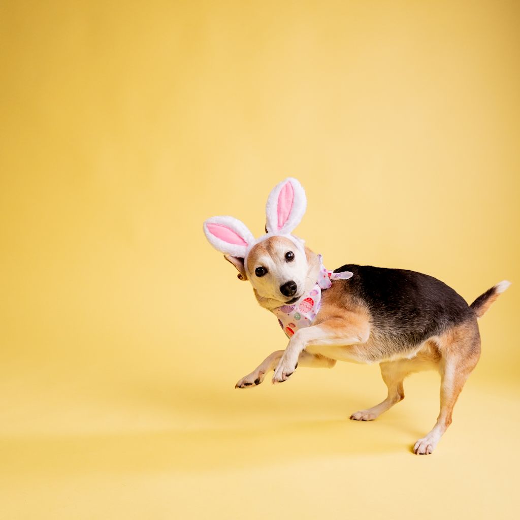 Small beagle mix dog wearing pink bunny ears prancing on a bright yellow background.