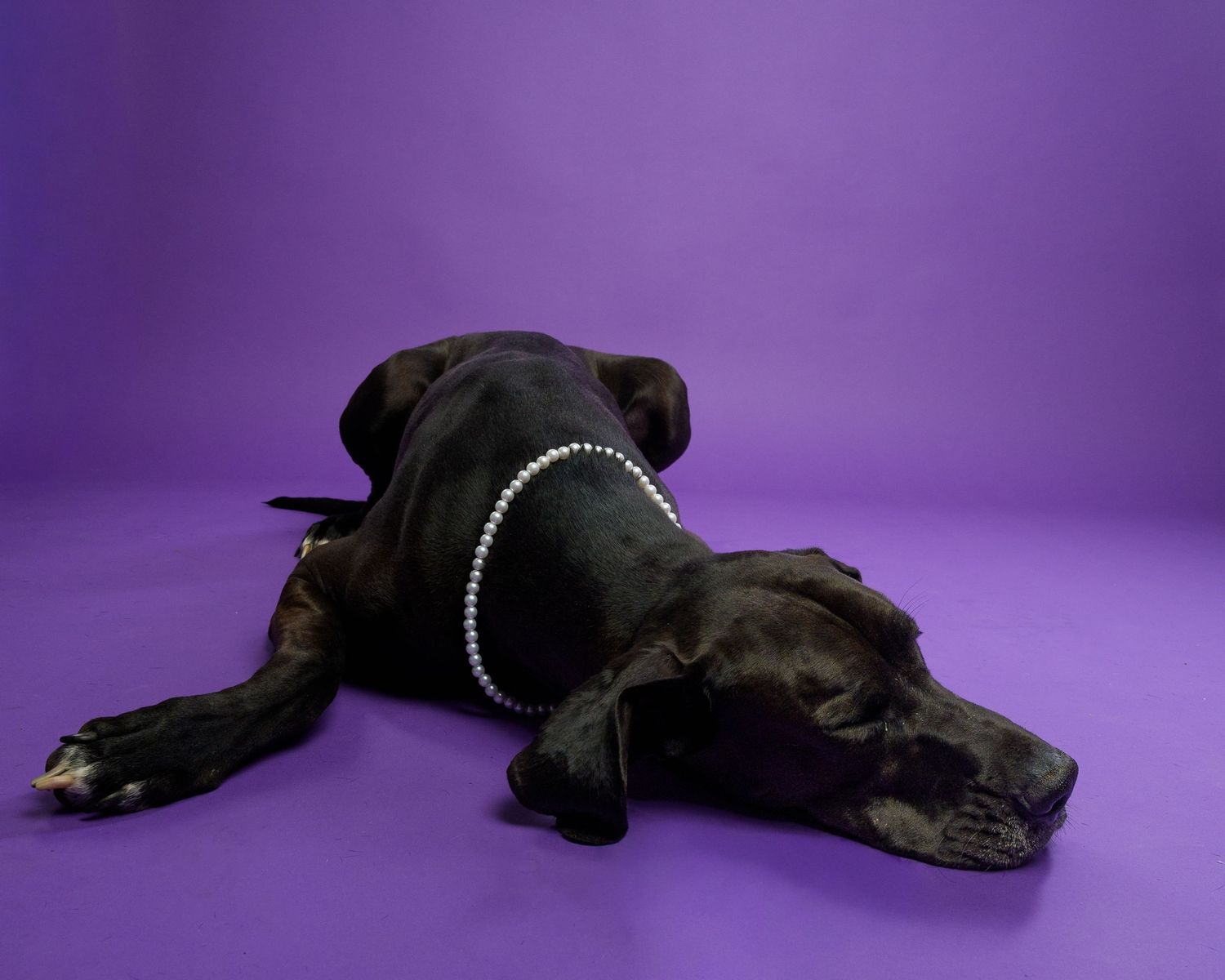 Black Great Dane dog wearing a pearl necklace lying on a purple background.