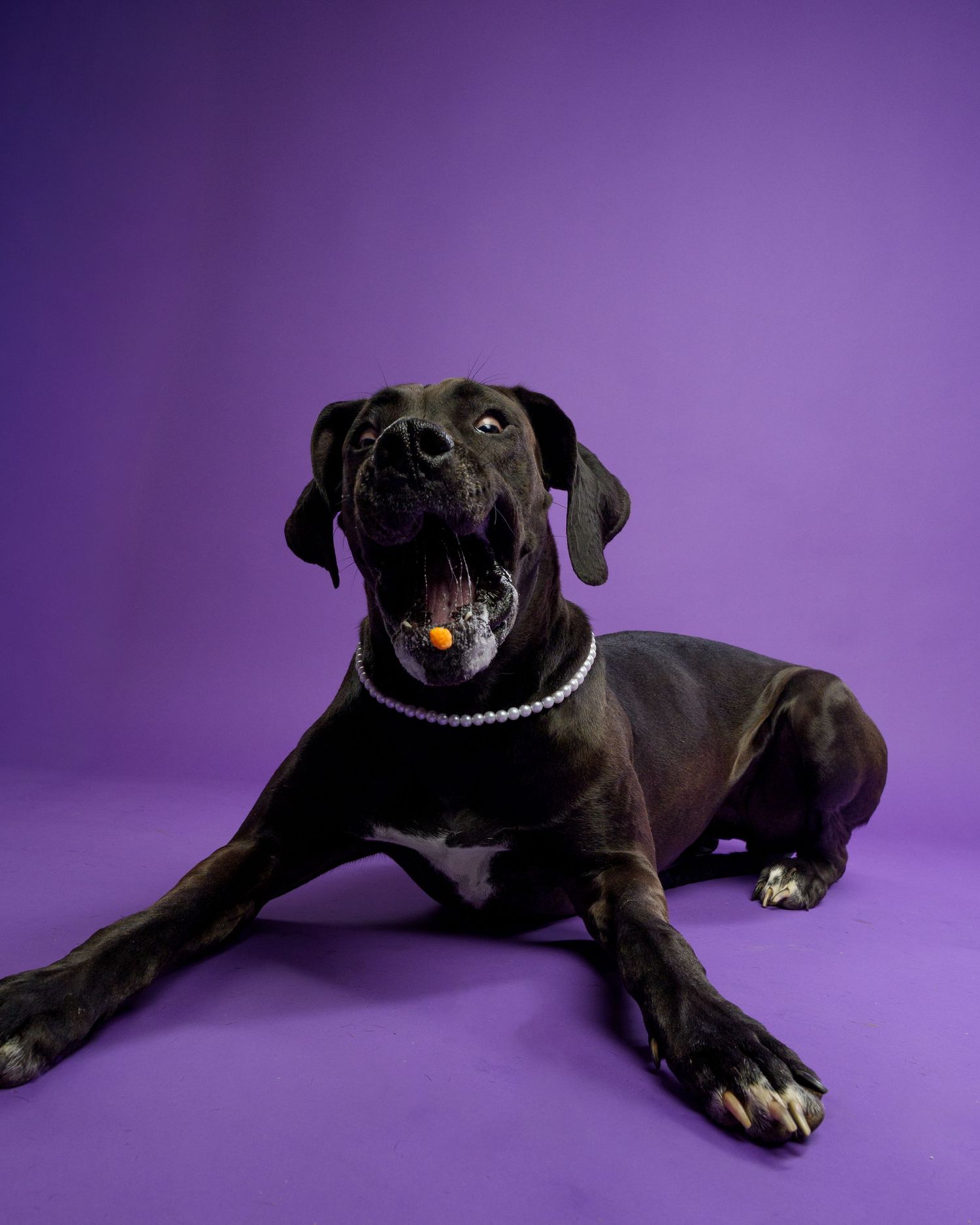 Black Great Dane dog lying on purple backdrop with pearl necklace and orange ball.