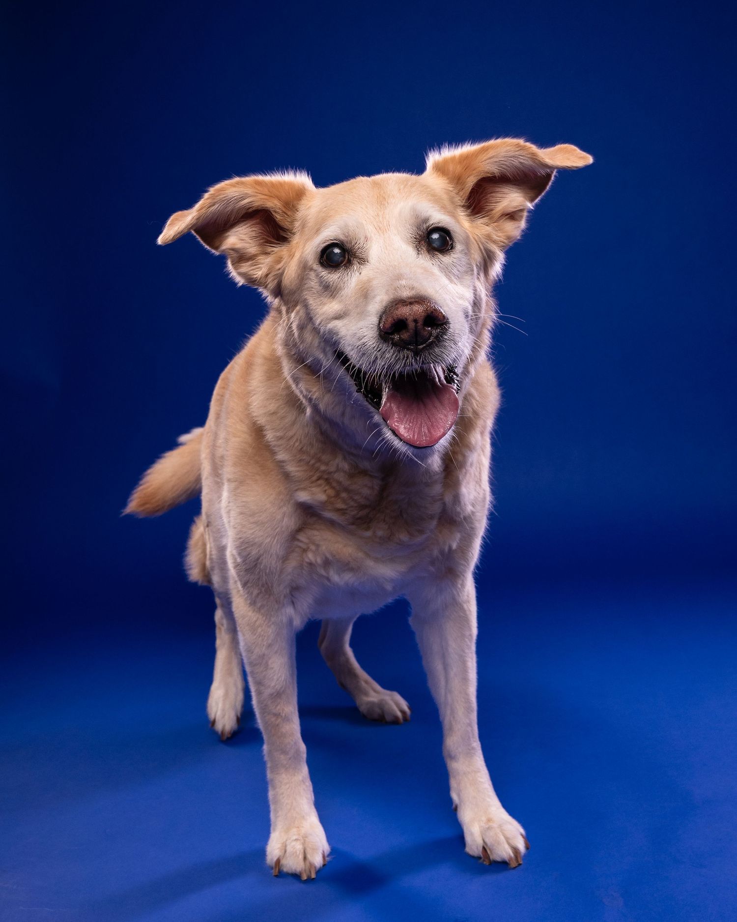Happy golden dog stands with mouth open and tongue out against a vibrant blue studio background.
