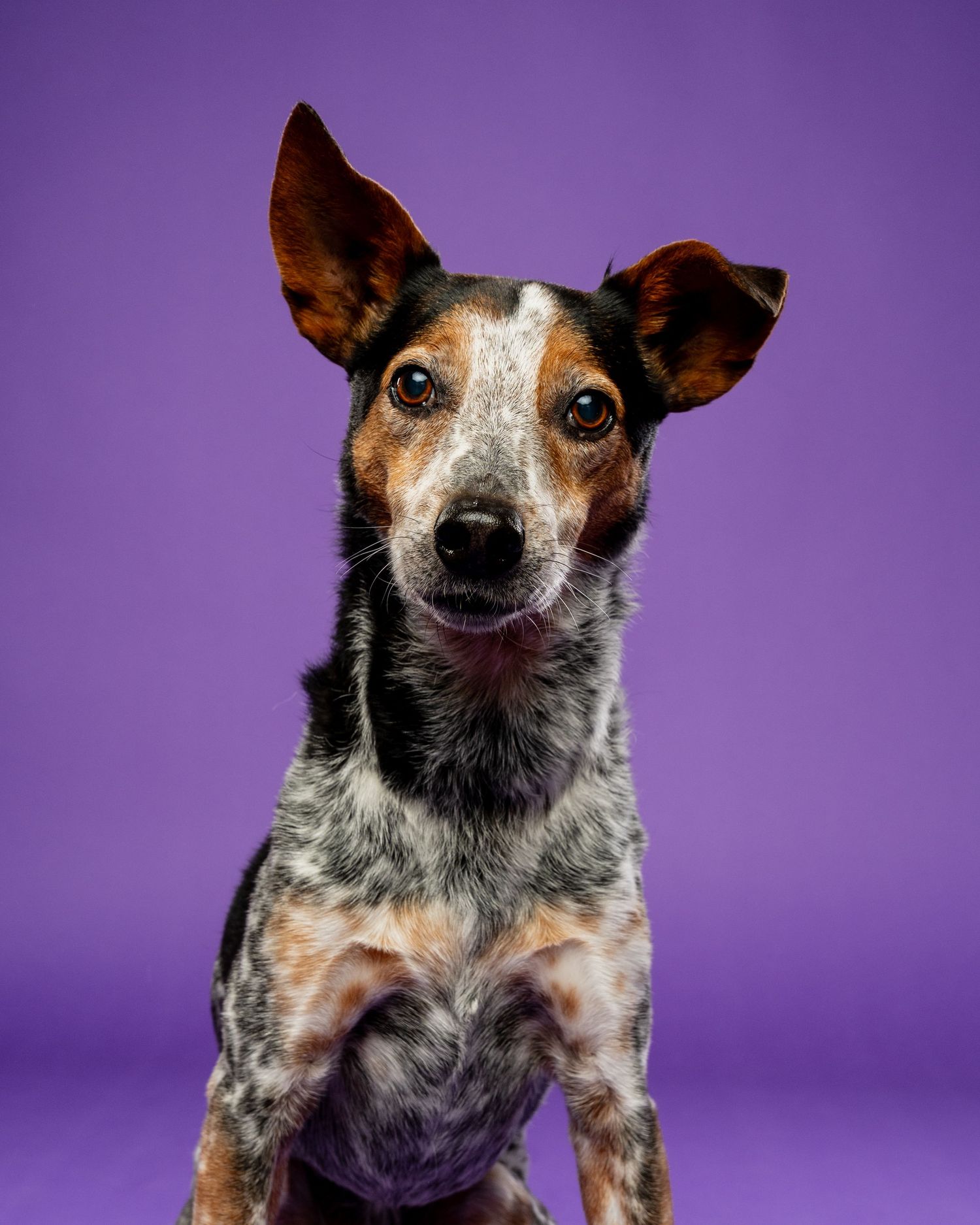 A tricolor Australian Cattle Dog mix sits alert against a vibrant purple background in a studio portrait.