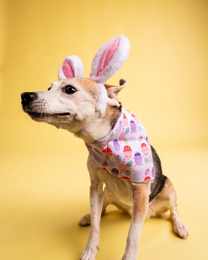 Adorable dog in bunny ears and colorful Easter print shirt sitting on yellow background.