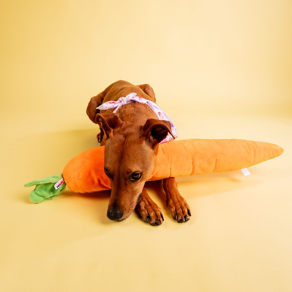 Brown Vizsla mix wearing lace bandana cuddles with large plush stuffed carrot toy on yellow backdrop.