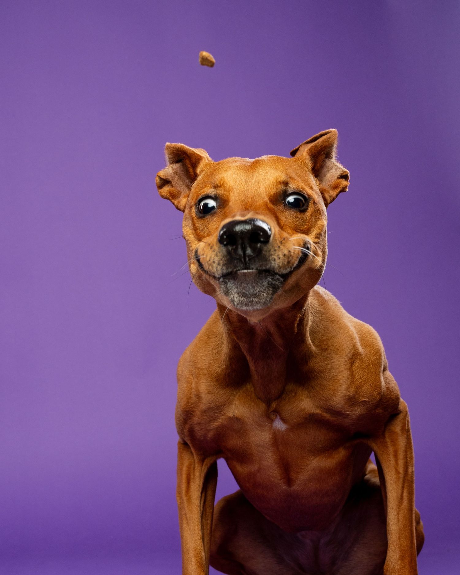 A lean brown mixed-breed dog eagerly catches a treat mid-air against a purple background.