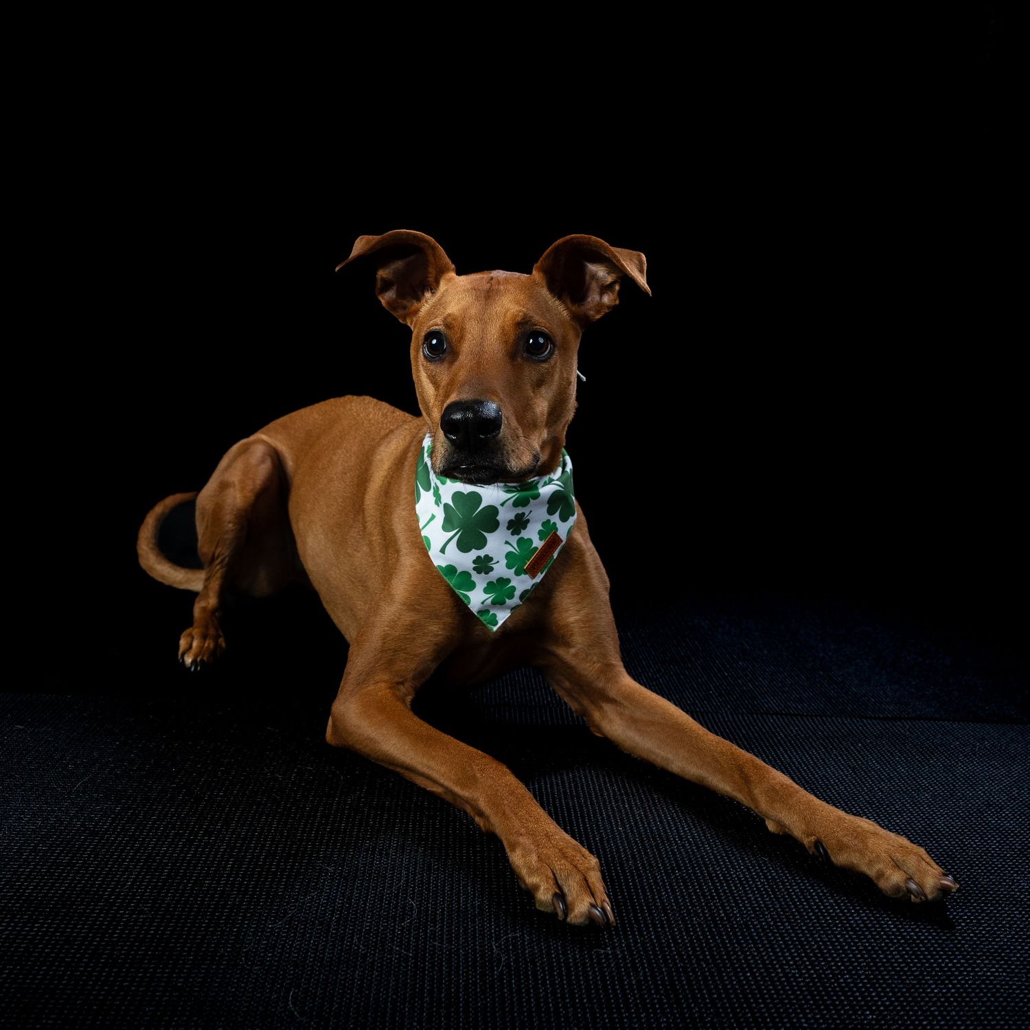 Brown dog lying down wearing a white St. Patrick's Day shamrock bandana against black background.