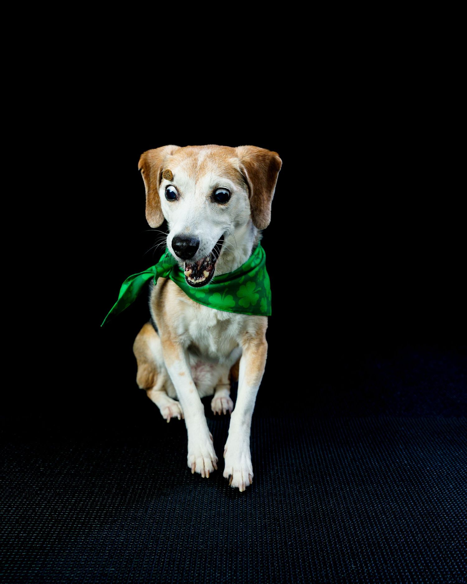 Energetic beagle mix dog wearing a green bandana sits with mouth open on dark background.