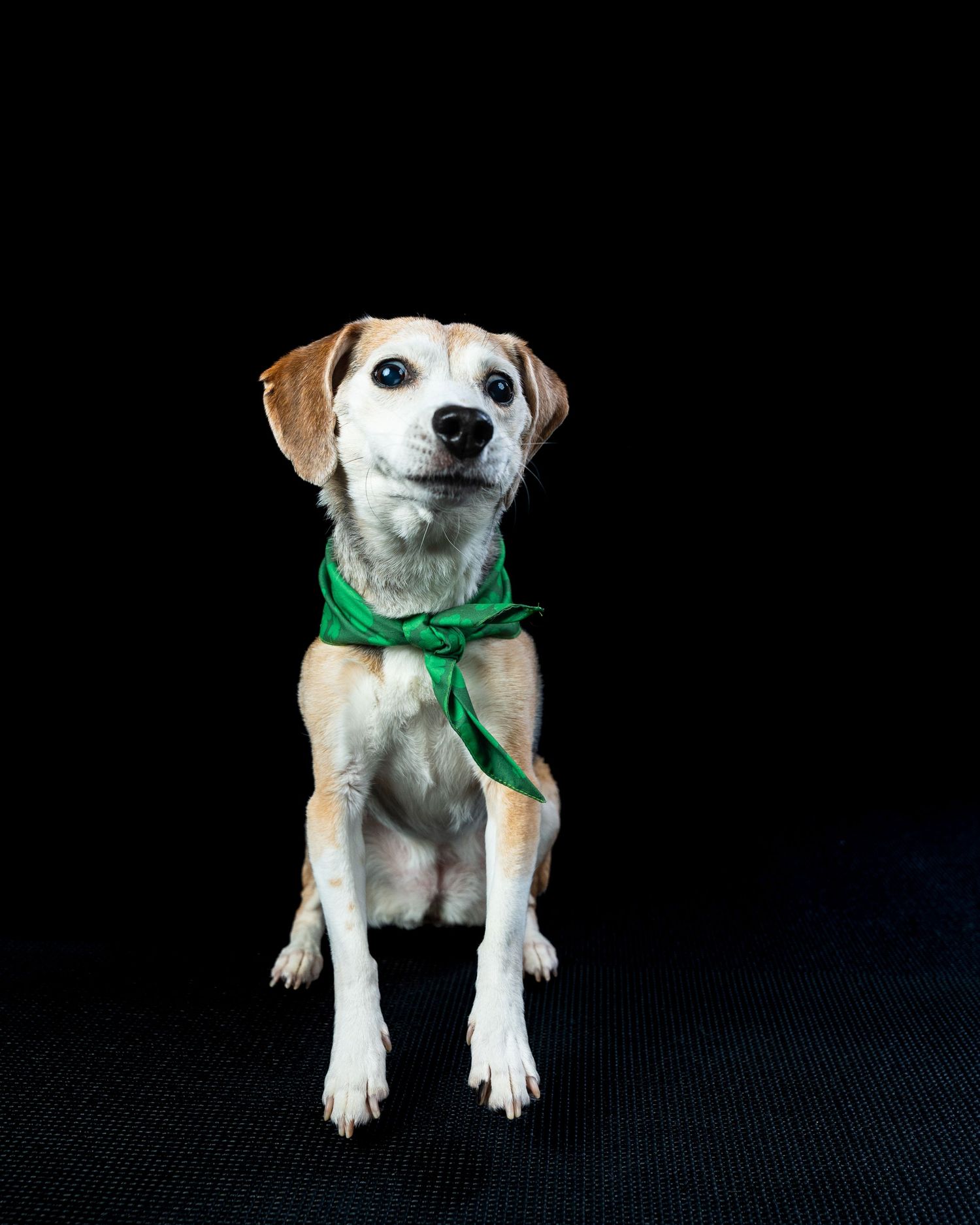 Calm beagle mix dog wearing a loosely tied green bandana sits on a dark background.