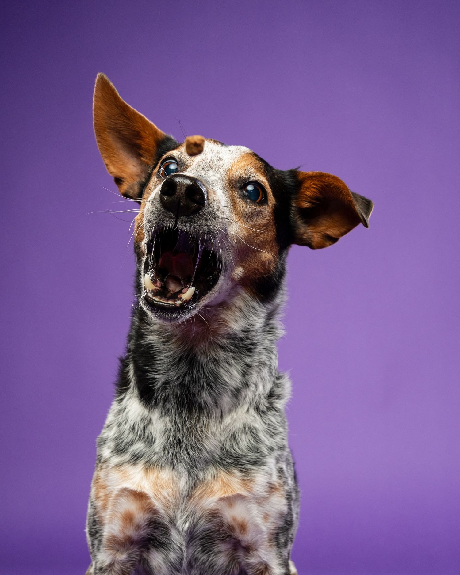 An excited tricolor Australian Cattle Dog mix barks with mouth open against a bright purple studio background.