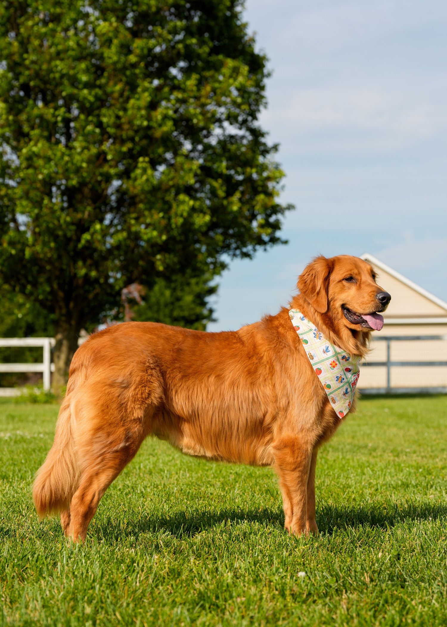 Golden Retriever dog wearing a bandana stands proudly on green grass with white fence and tree in background.
