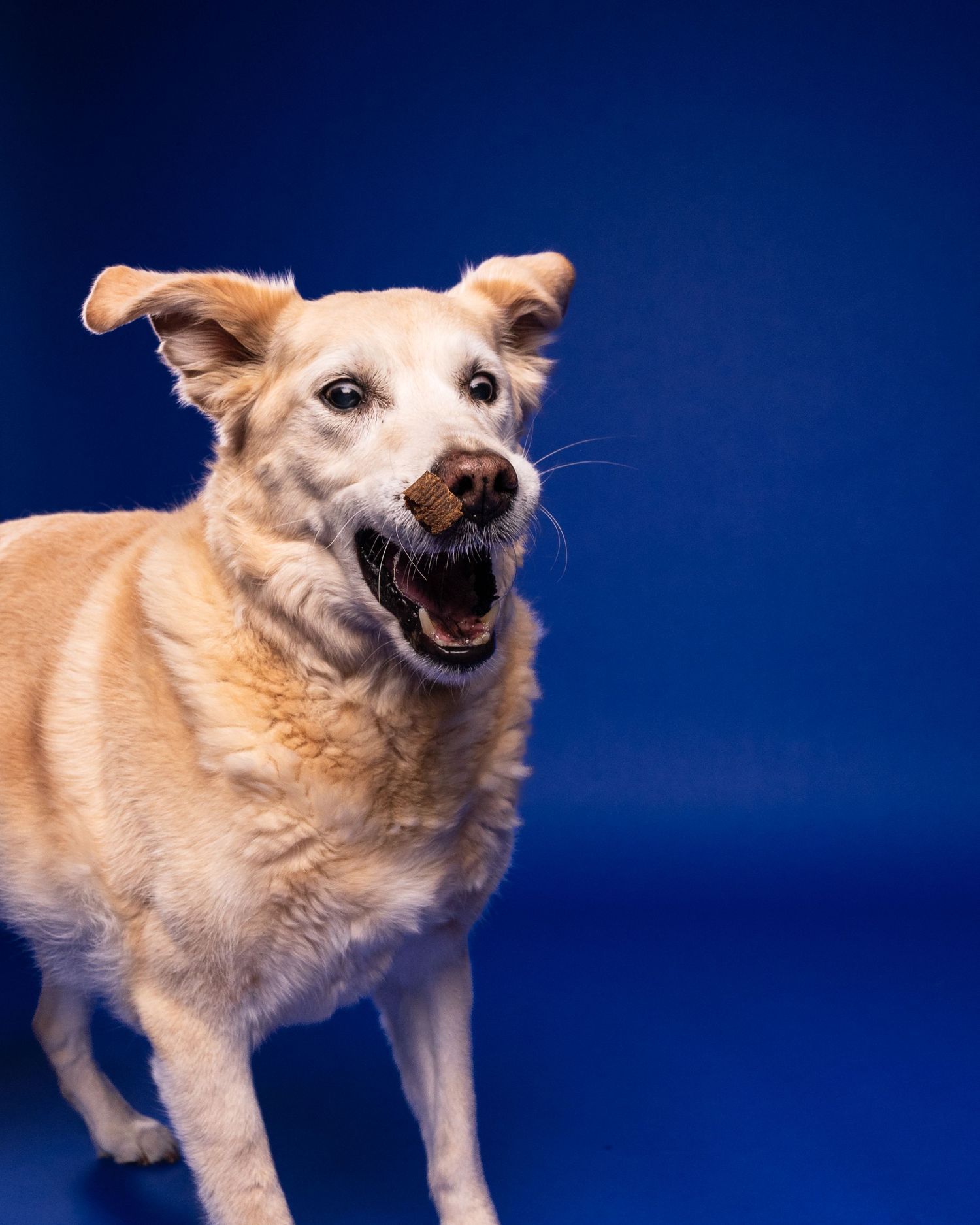 A happy golden dog with mouth open stands against a vivid blue background.