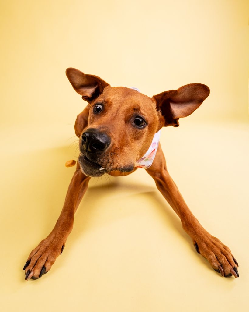 Curious brown dog with Easter bandana lies down looking up on yellow background.