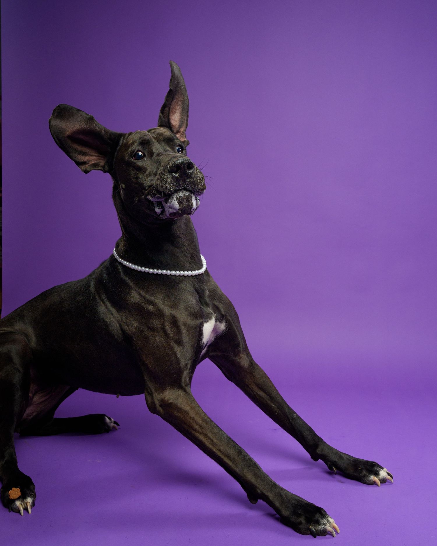 Black Great Dane dog wearing a pearl necklace posed elegantly against a vibrant purple background.