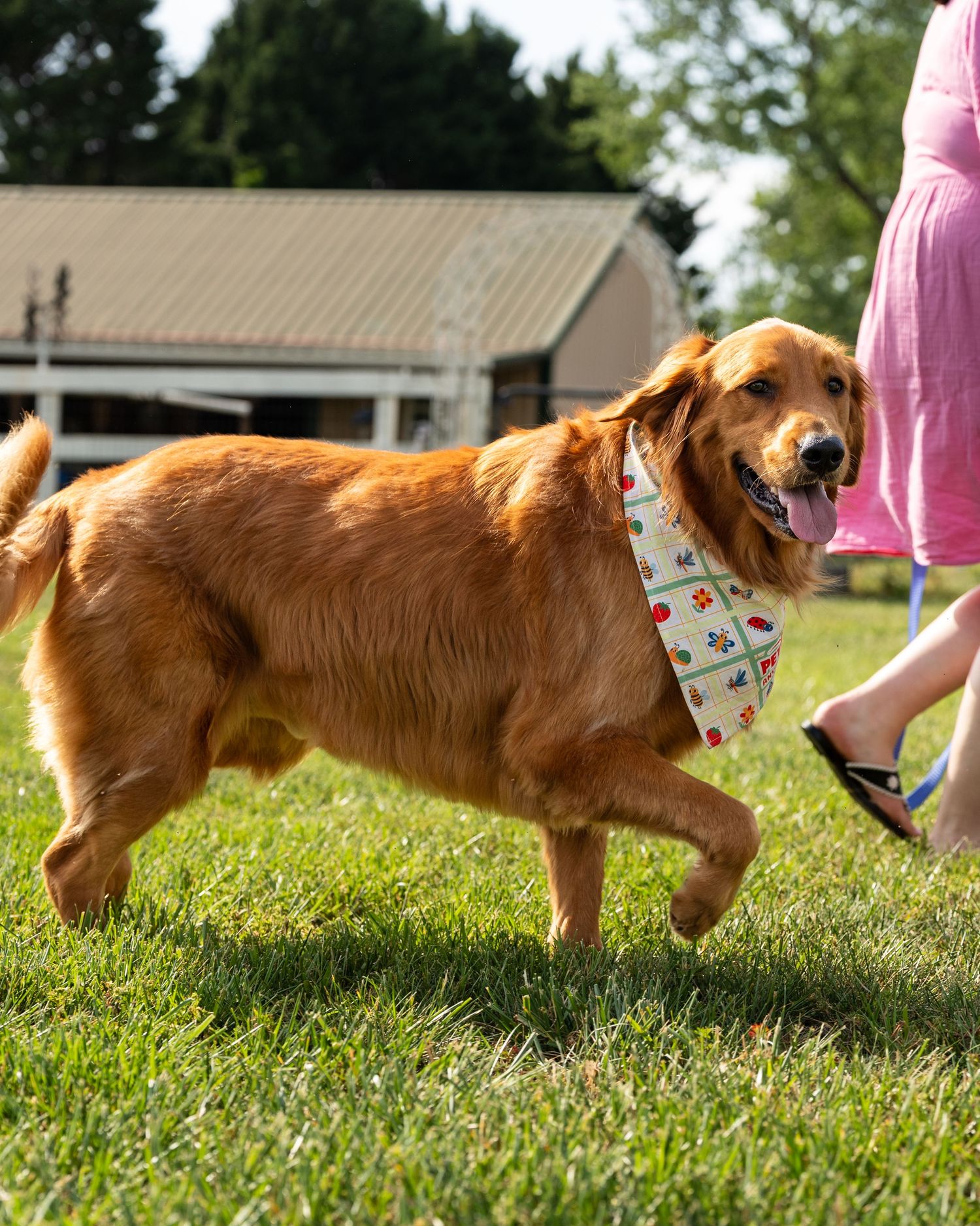 Golden retriever wearing a colorful bandana walks on green grass beside a woman in a pink dress.