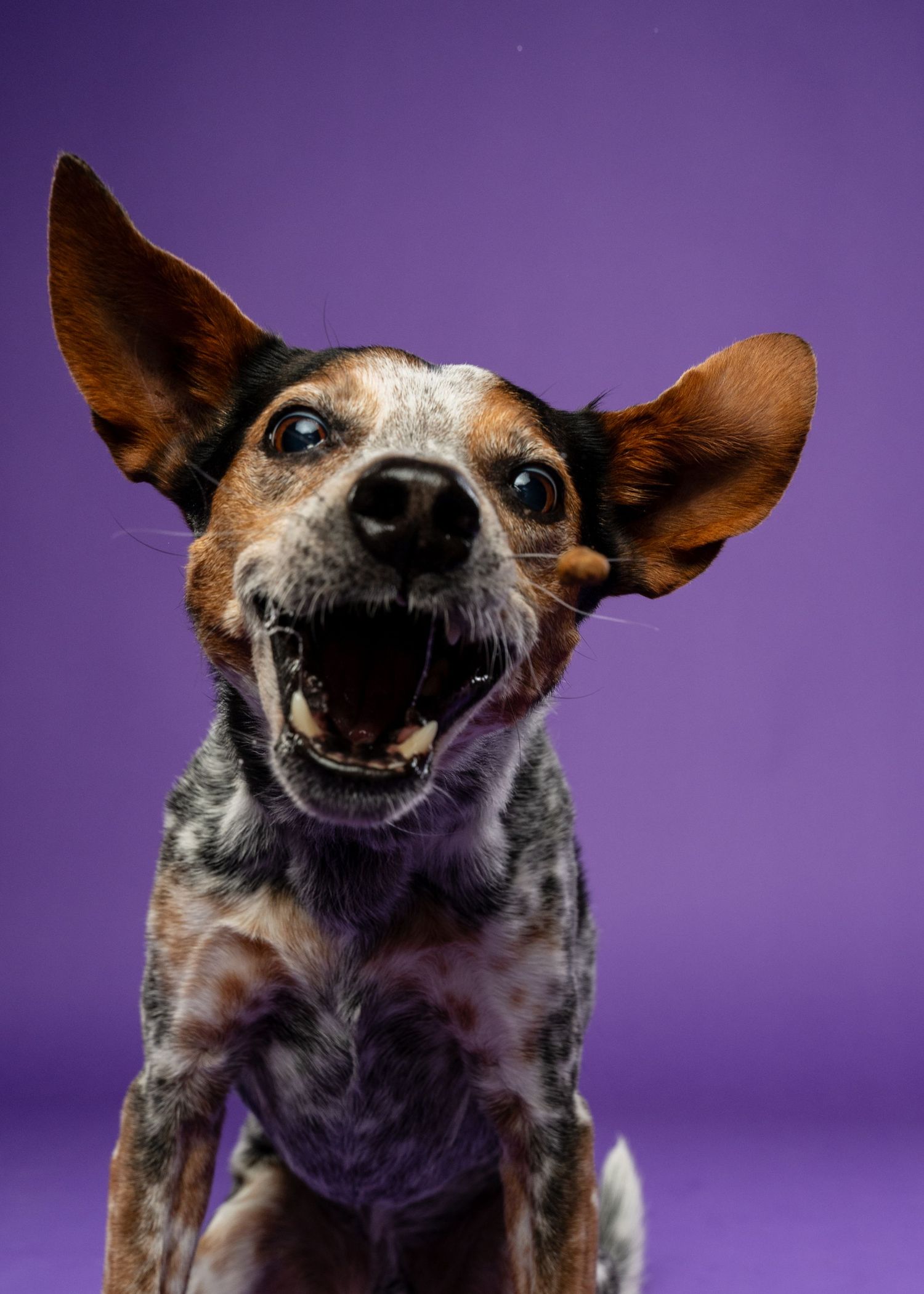 An excited speckled dog with large floppy ears barks with mouth wide open on a purple backdrop.