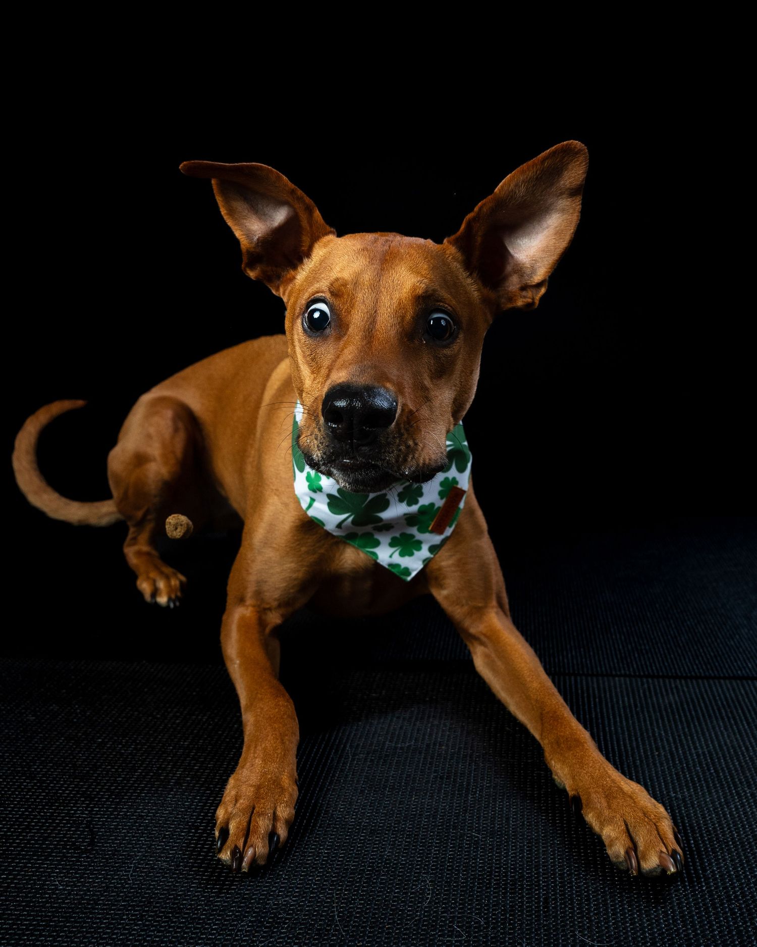A brown dog wearing a green shamrock bandana lies on a dark studio floor looking up.