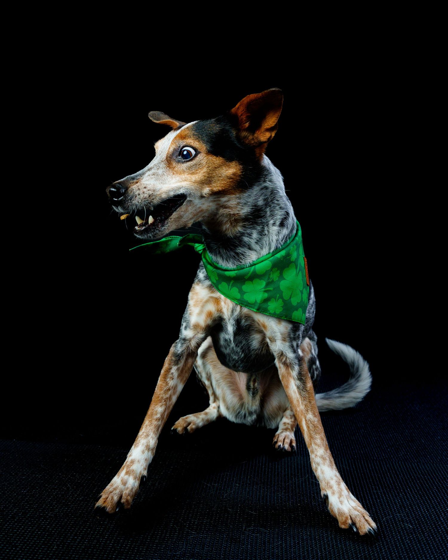 An energetic speckled dog in a green bandana sits alert with mouth open on a dark background.