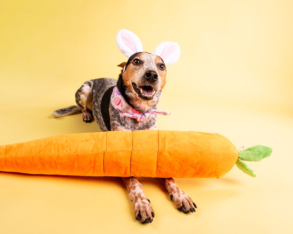 Brindle dog wearing bunny ears and pink bandana rests chin on large stuffed carrot toy prop.