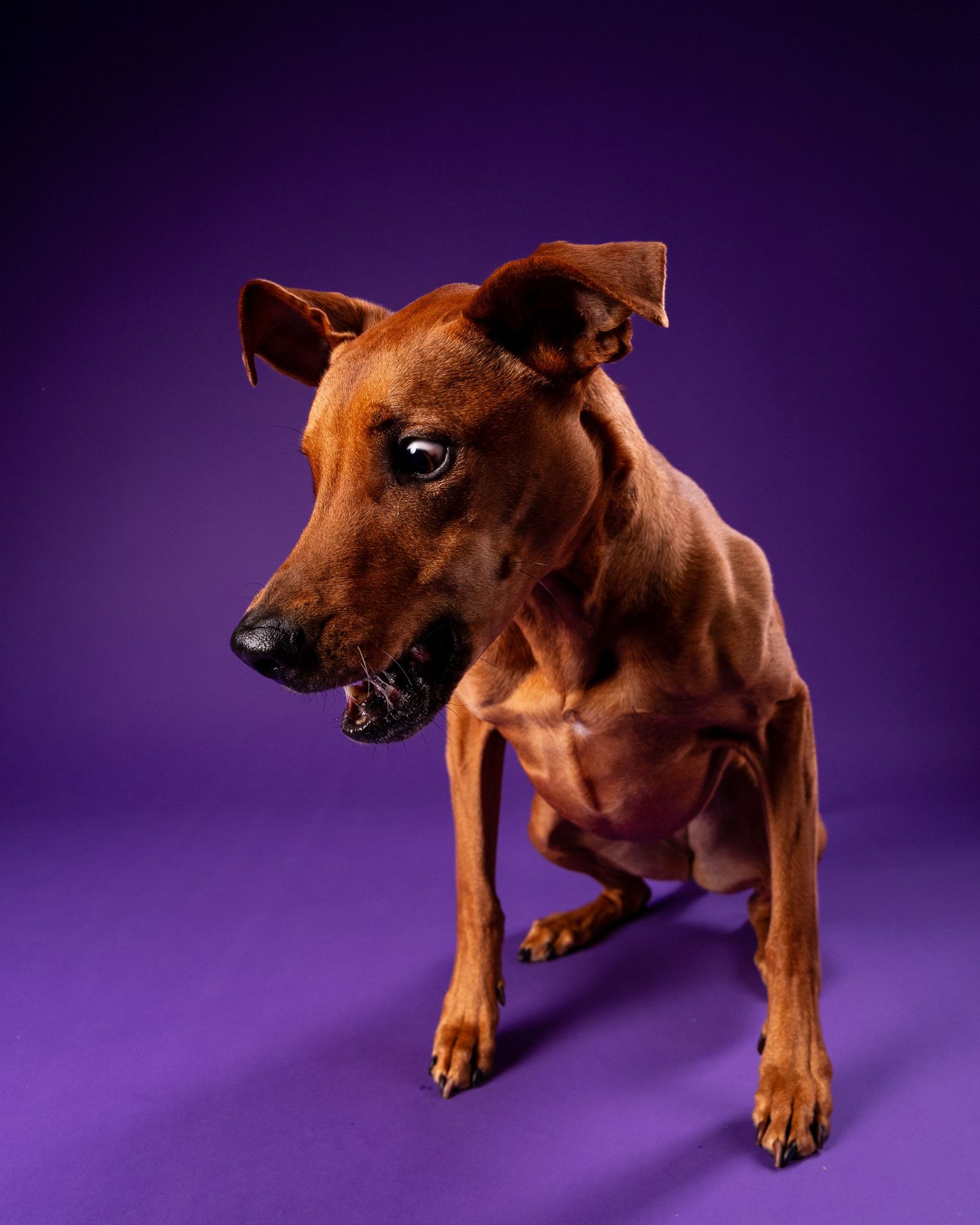 A lean brown dog with floppy ears sits and looks sideways on a purple backdrop.