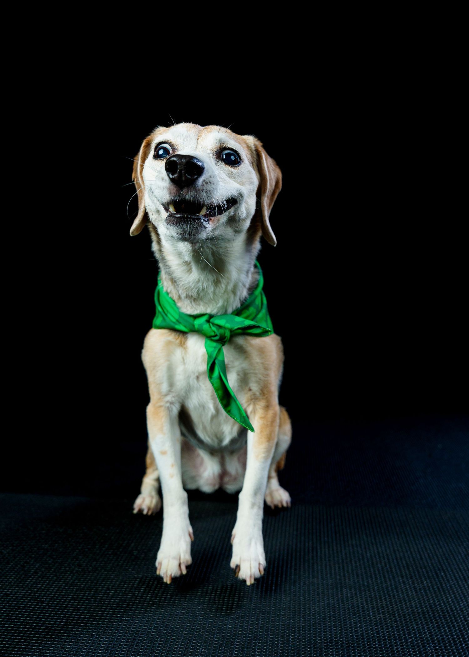 Smiling beagle mix dog wearing a tied green bandana sits against a black background.