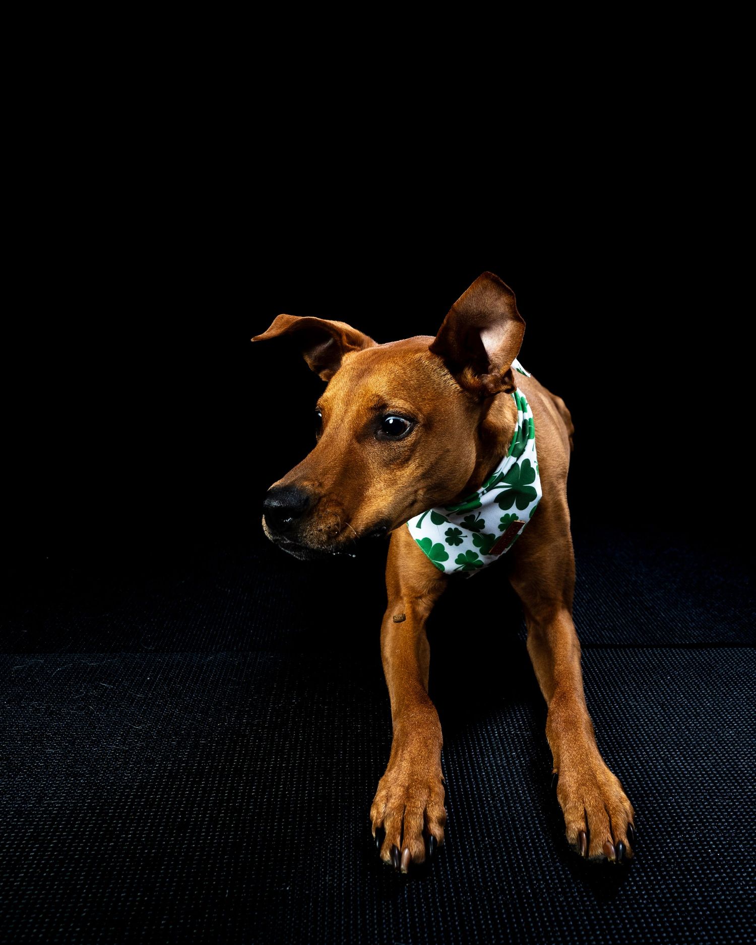 Young brown dog standing and wearing a festive green shamrock patterned bandana on dark background.