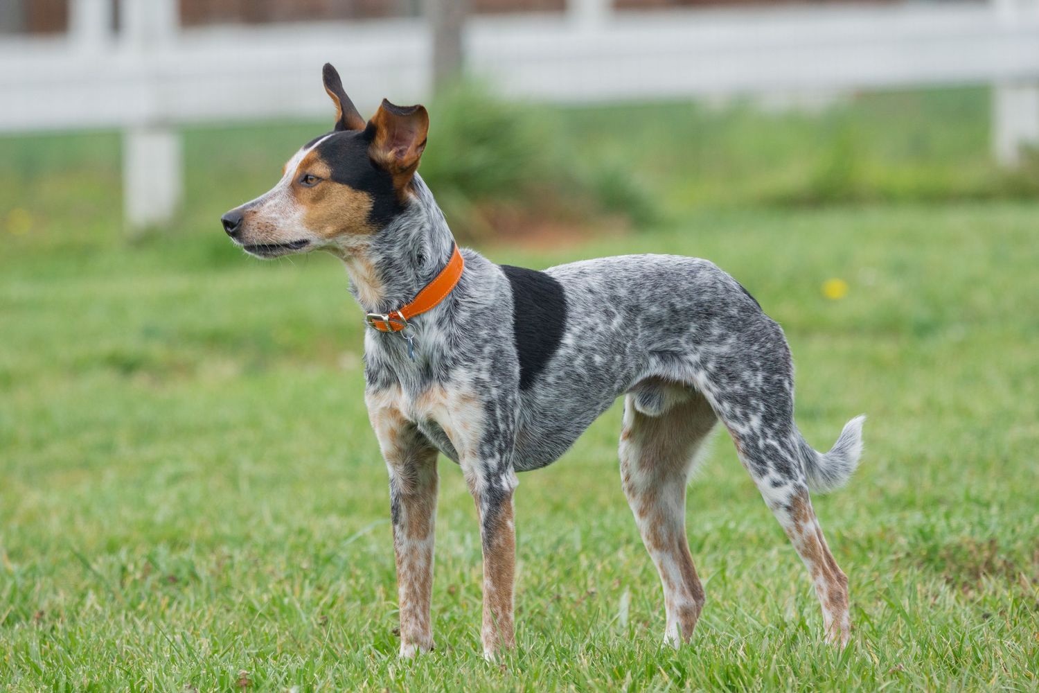 Tri-color Australian Cattle Dog stands alert on green grass near white fence.