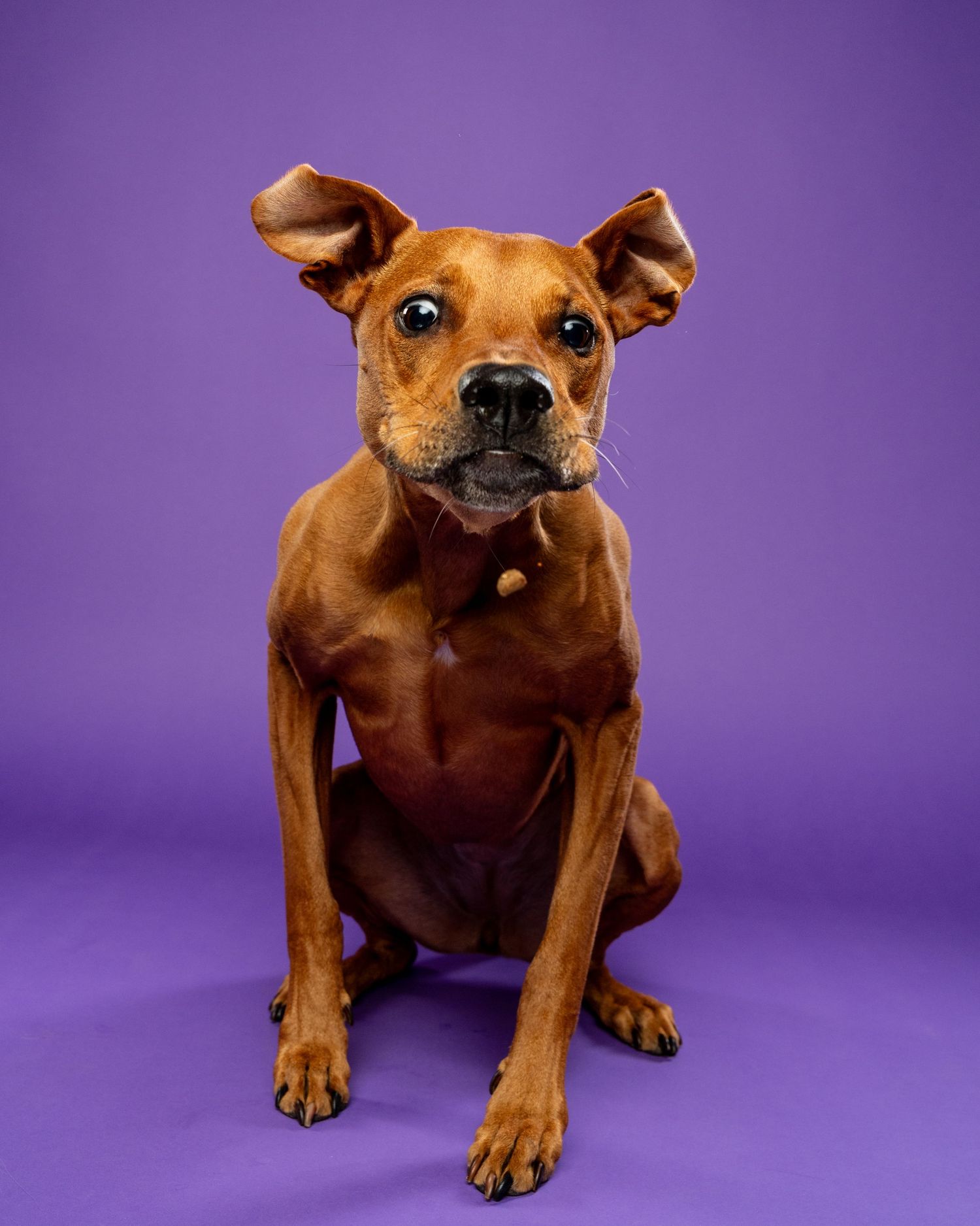 A sleek brown Miniature Pinscher mix with large ears sits alertly against a bright purple studio backdrop.