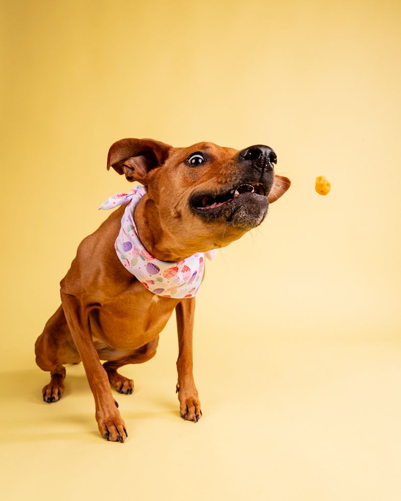 Energetic brown dog with Easter bandana catches a treat against yellow background.