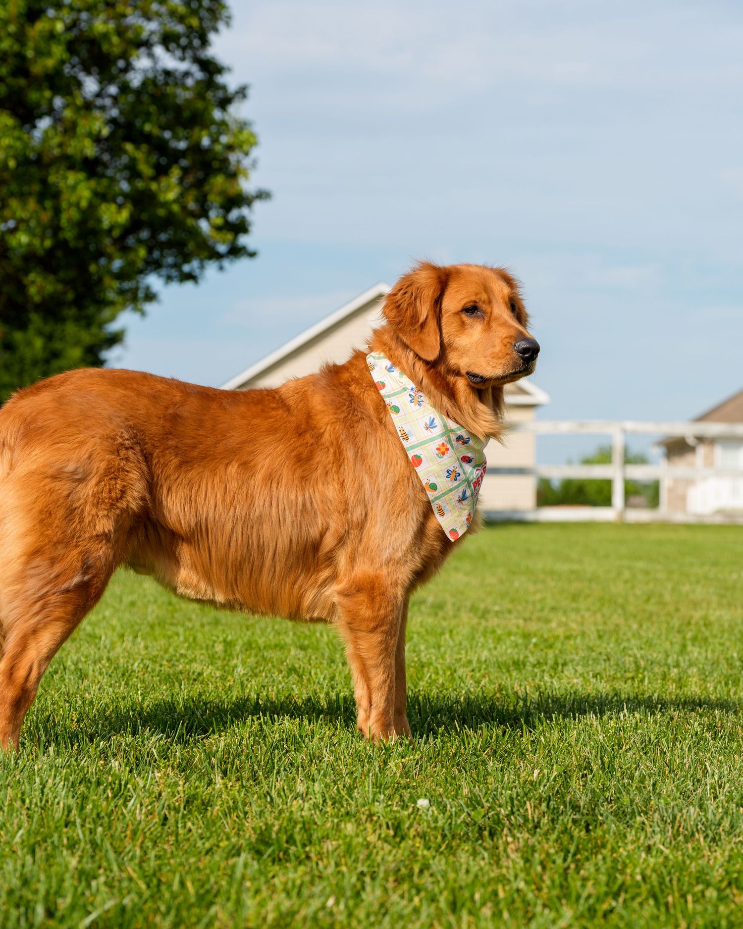 Golden retriever dog wearing a patterned bandana standing on green grass outdoors with a house and trees in background.