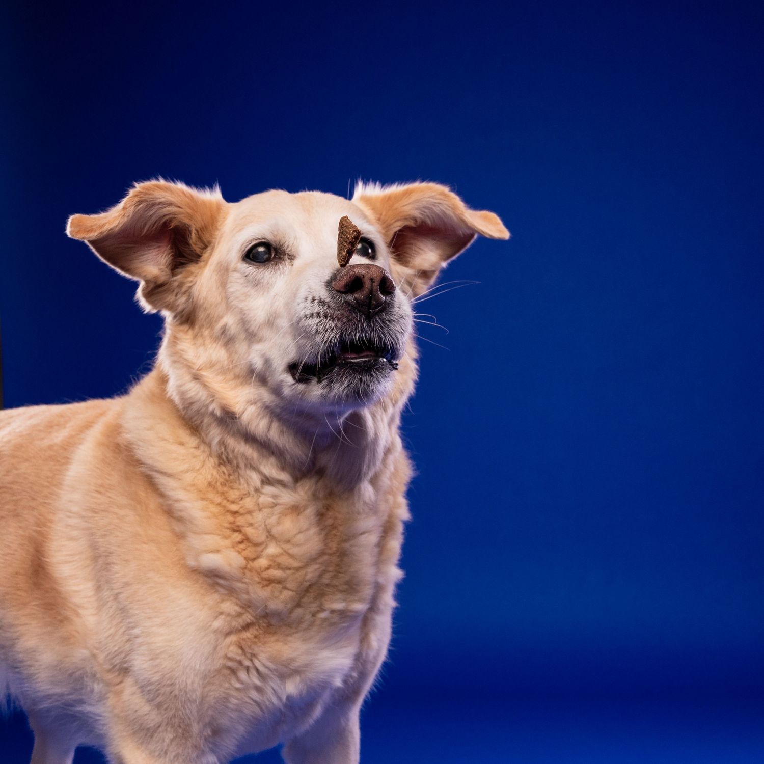 A golden Labrador mix dog poses against a vibrant blue studio background, looking upward with an alert expression.