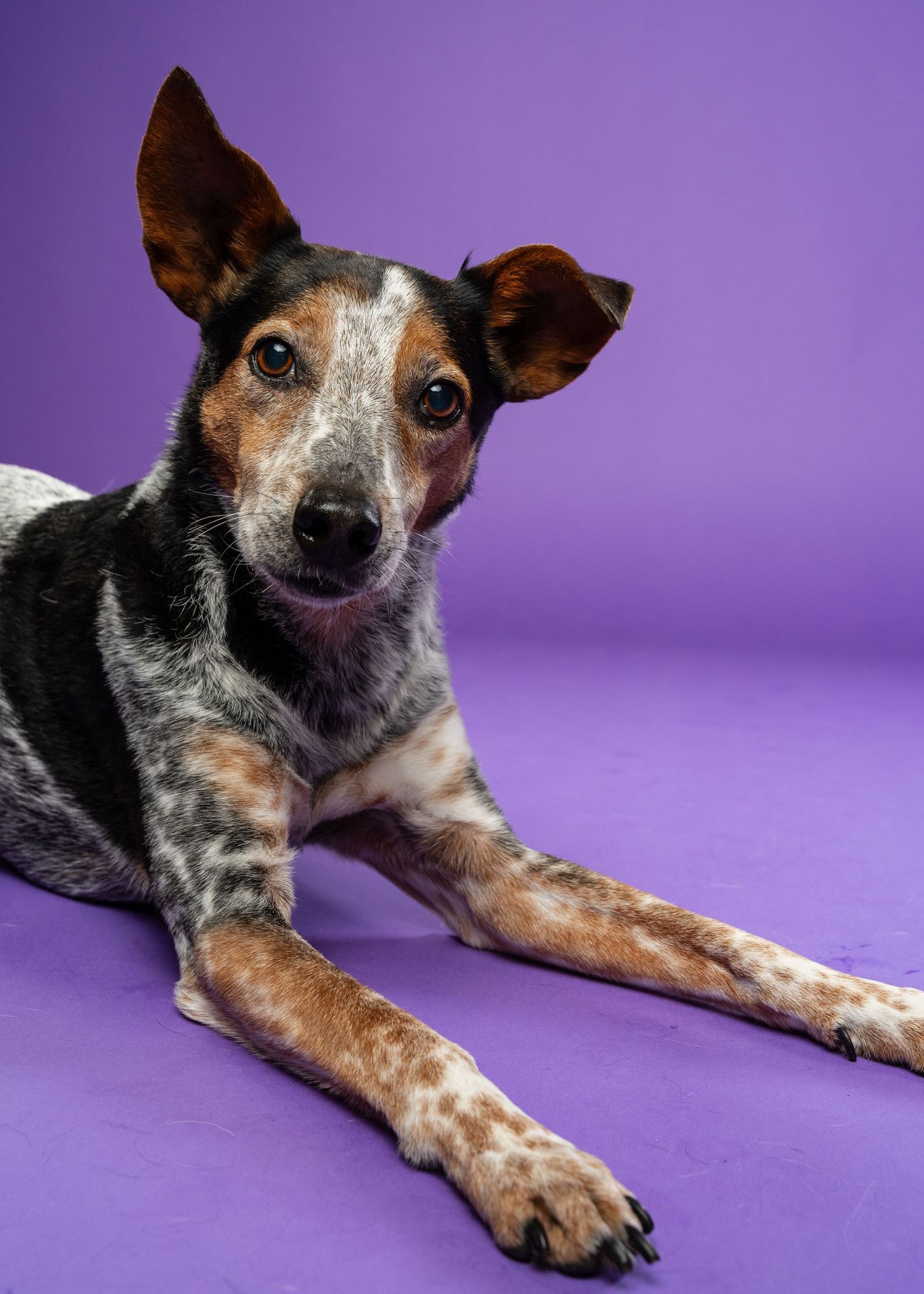 A tricolor speckled dog with large ears lies gracefully on a purple studio floor looking at the camera.