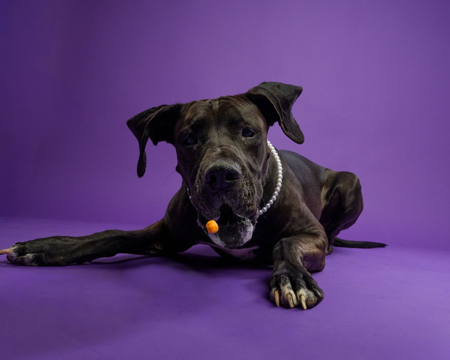 Black Great Dane dog wearing pearl necklace lying on purple background with orange treat.
