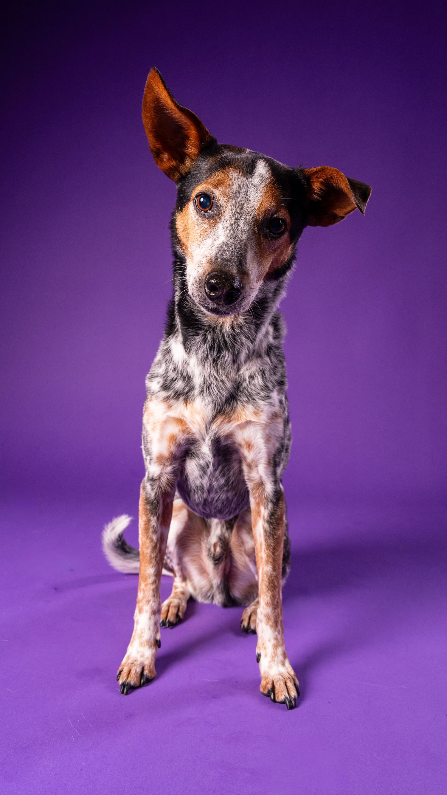 A spotted tri-color dog sits attentively with perked ears against a vivid purple studio background.