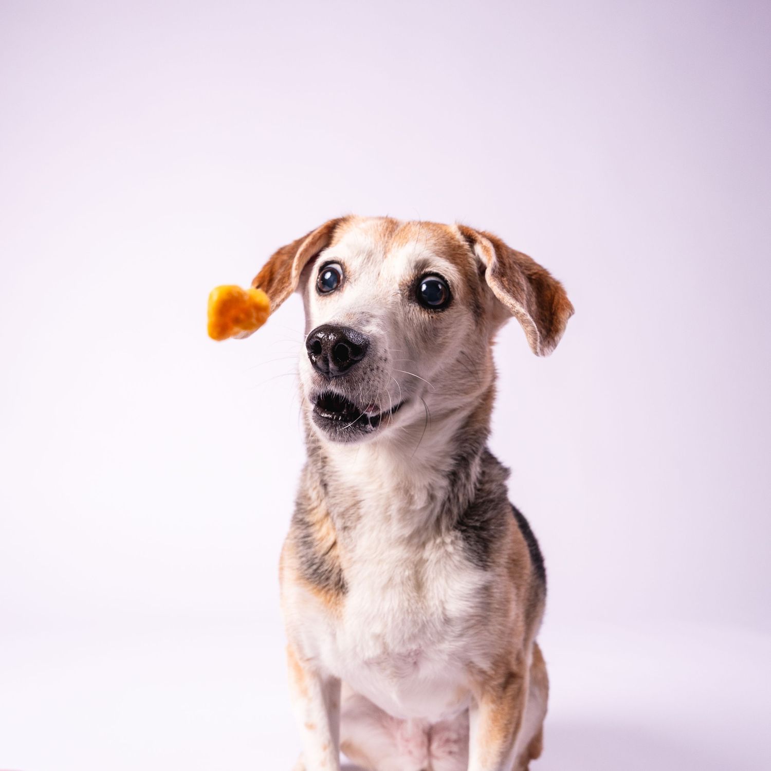An alert beagle mix dog sitting with an orange treat flying near its ear against a white background.