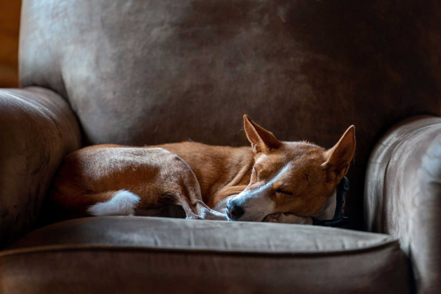 A brown and white Basenji dog curled up sleeping peacefully on a gray armchair.