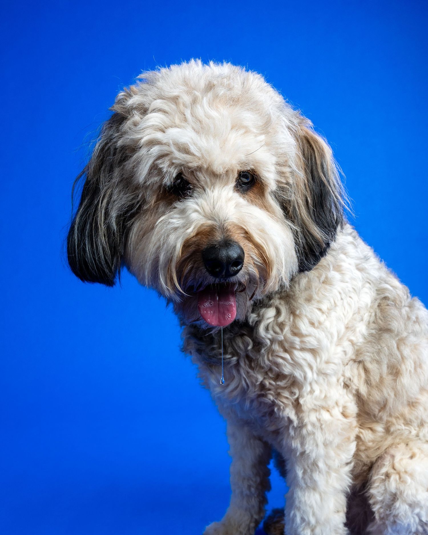 Fluffy white and gray Labradoodle dog sitting against a bright blue background with tongue out.