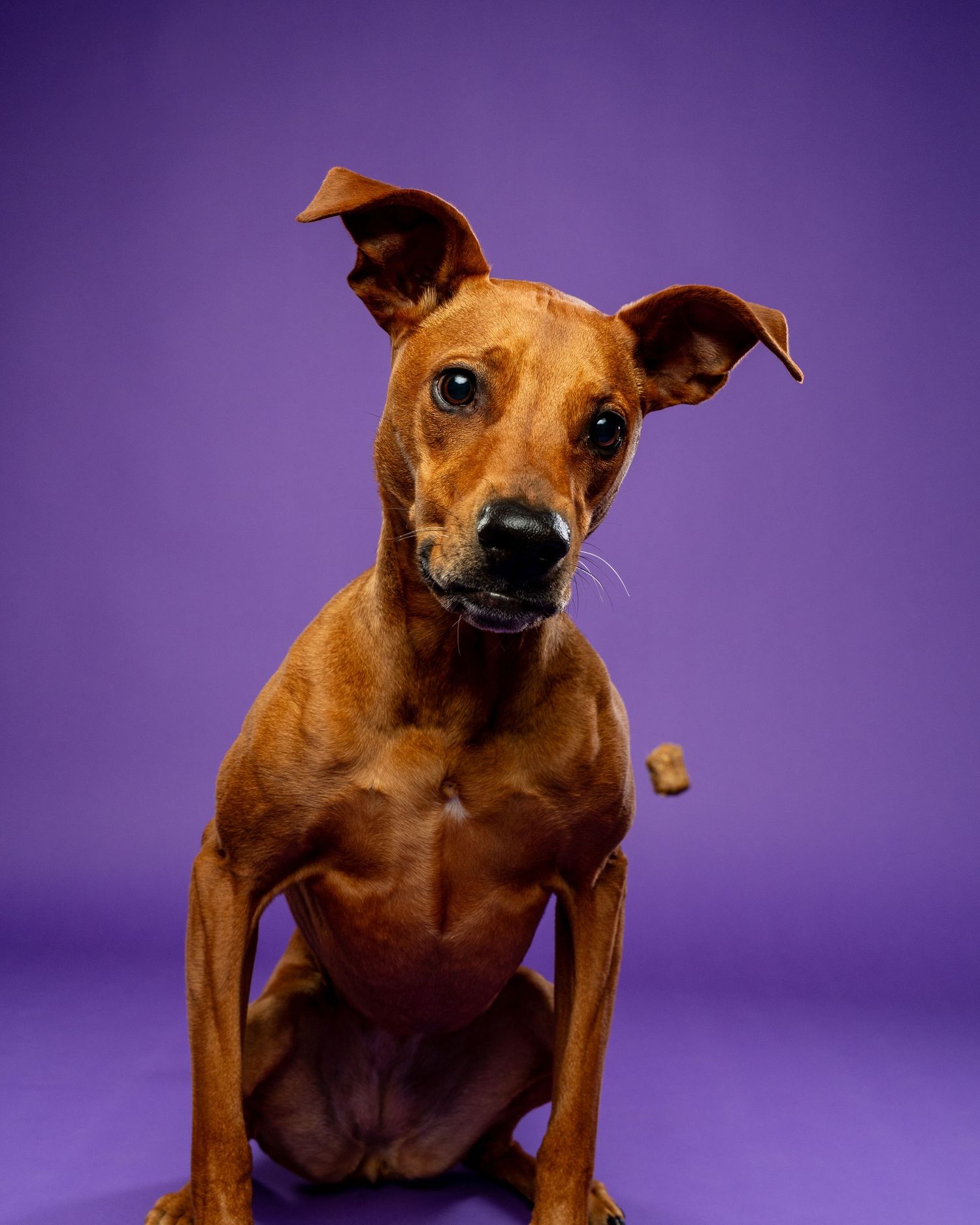A slender brown dog with perked ears sits alert while chewing a treat on a purple background.