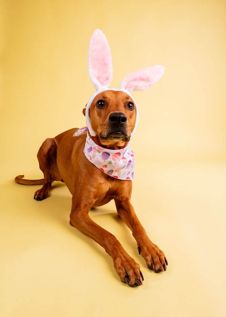 Brown dog wearing pink bunny ears and Easter bandana lies on yellow background.